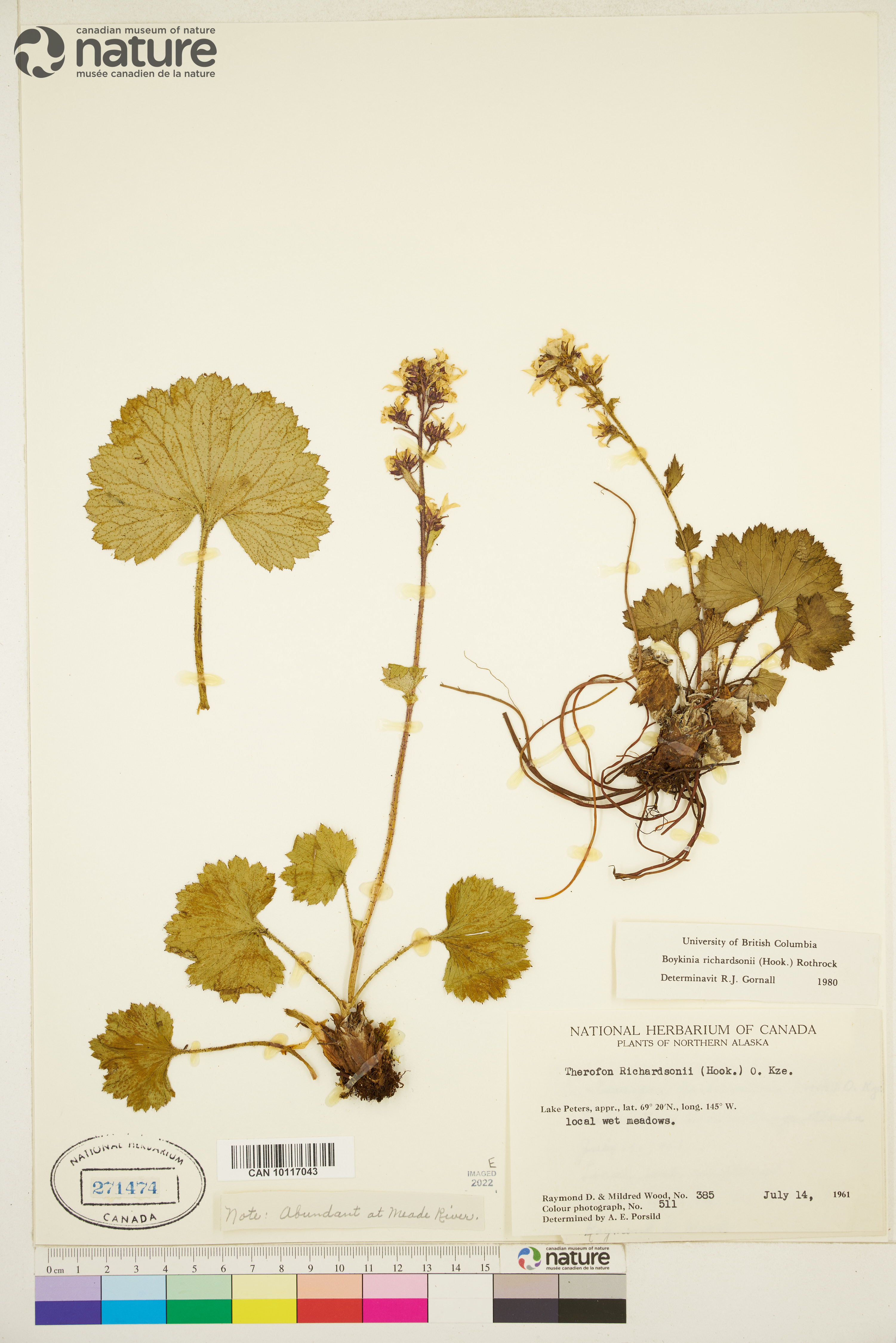 Boykinia richardsonii image