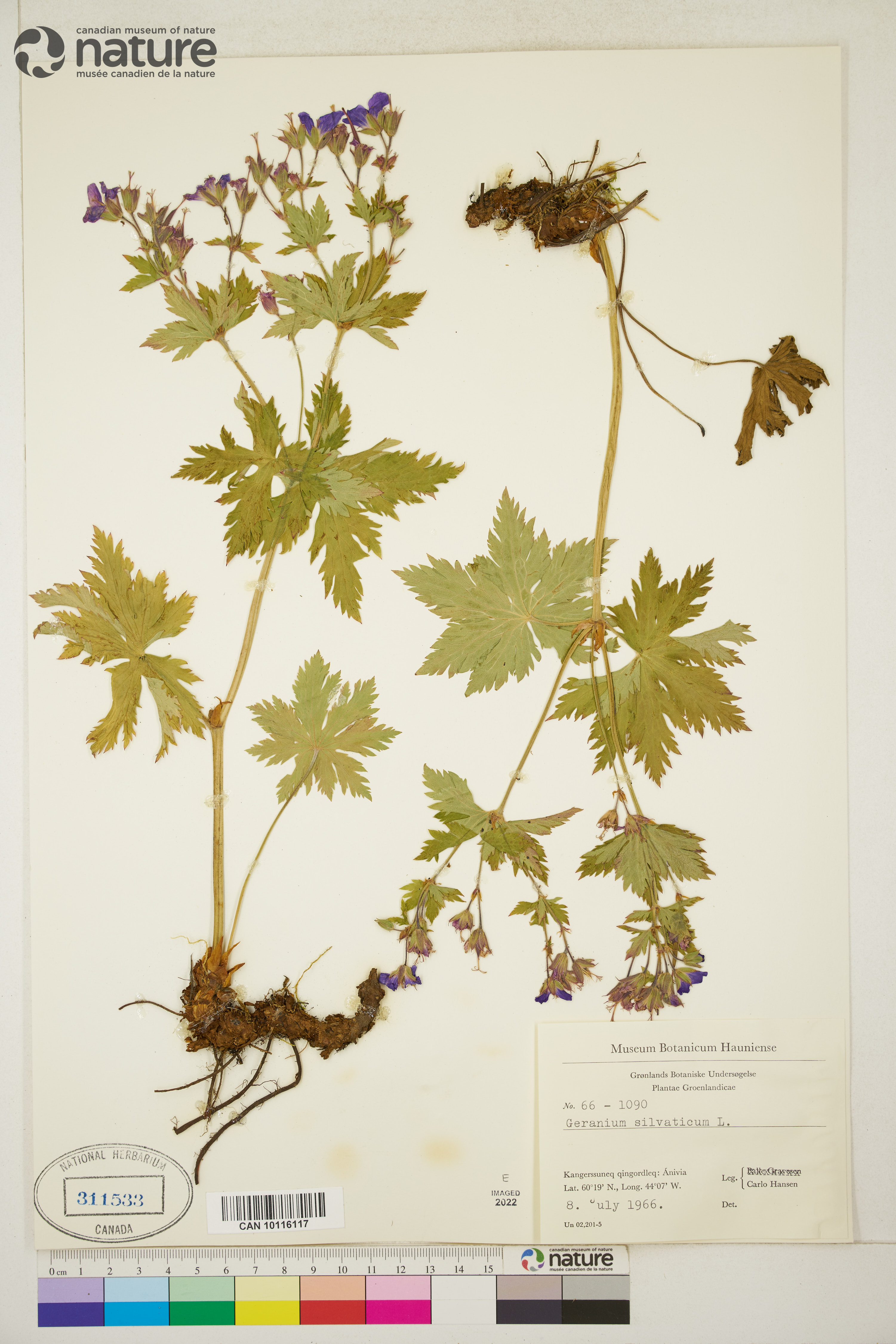 Geranium sylvaticum image