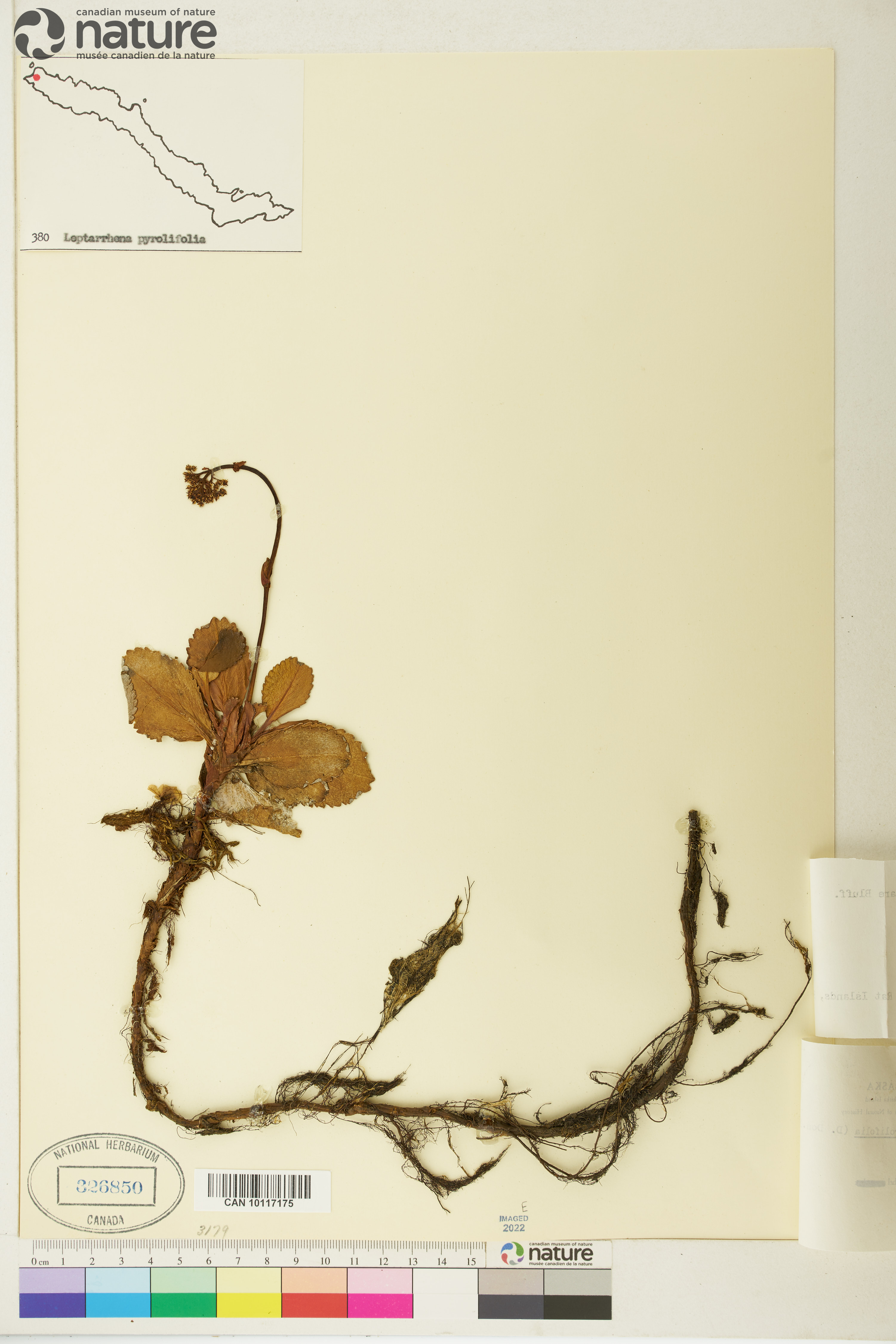Leptarrhena pyrolifolia image