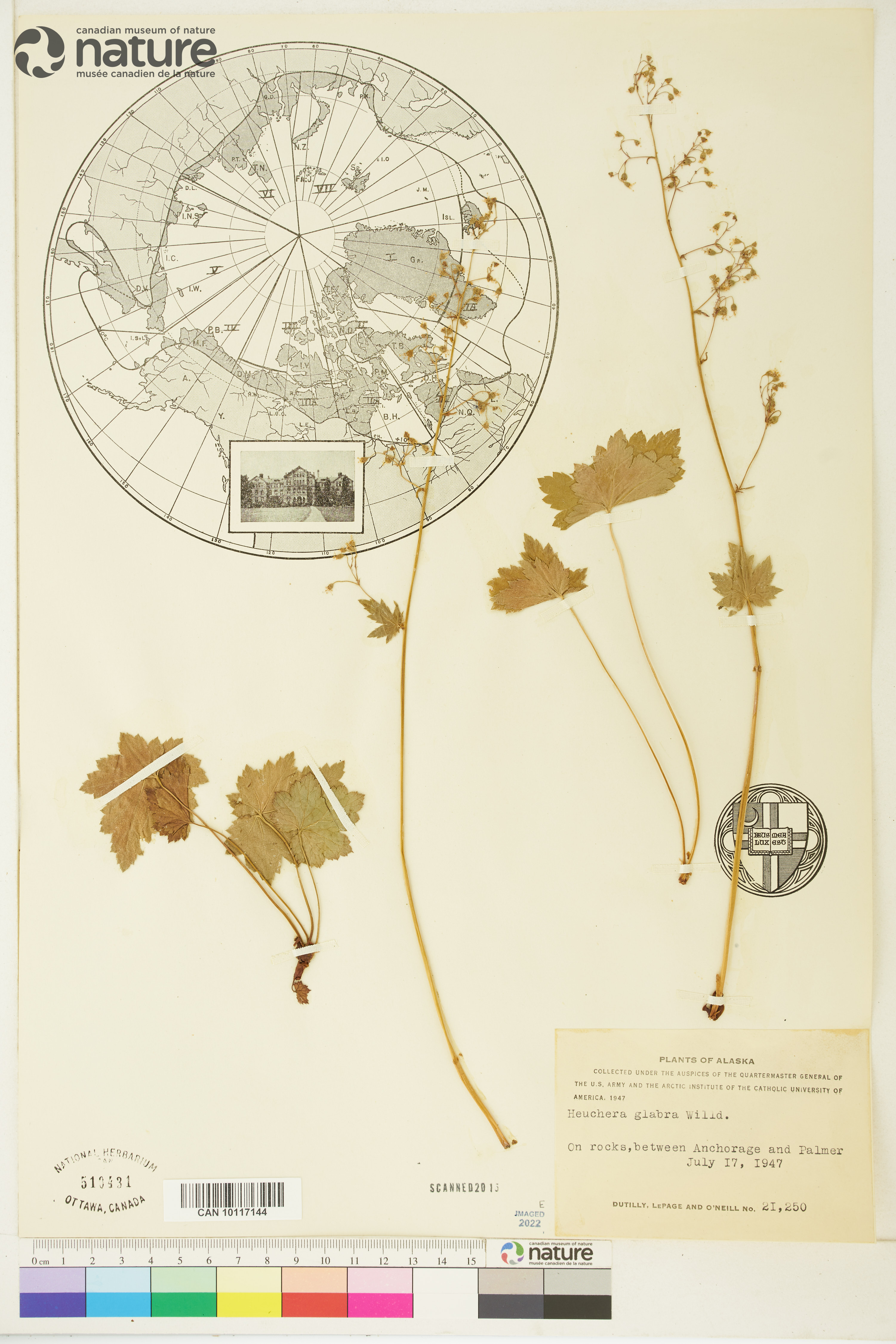 Heuchera glabra image