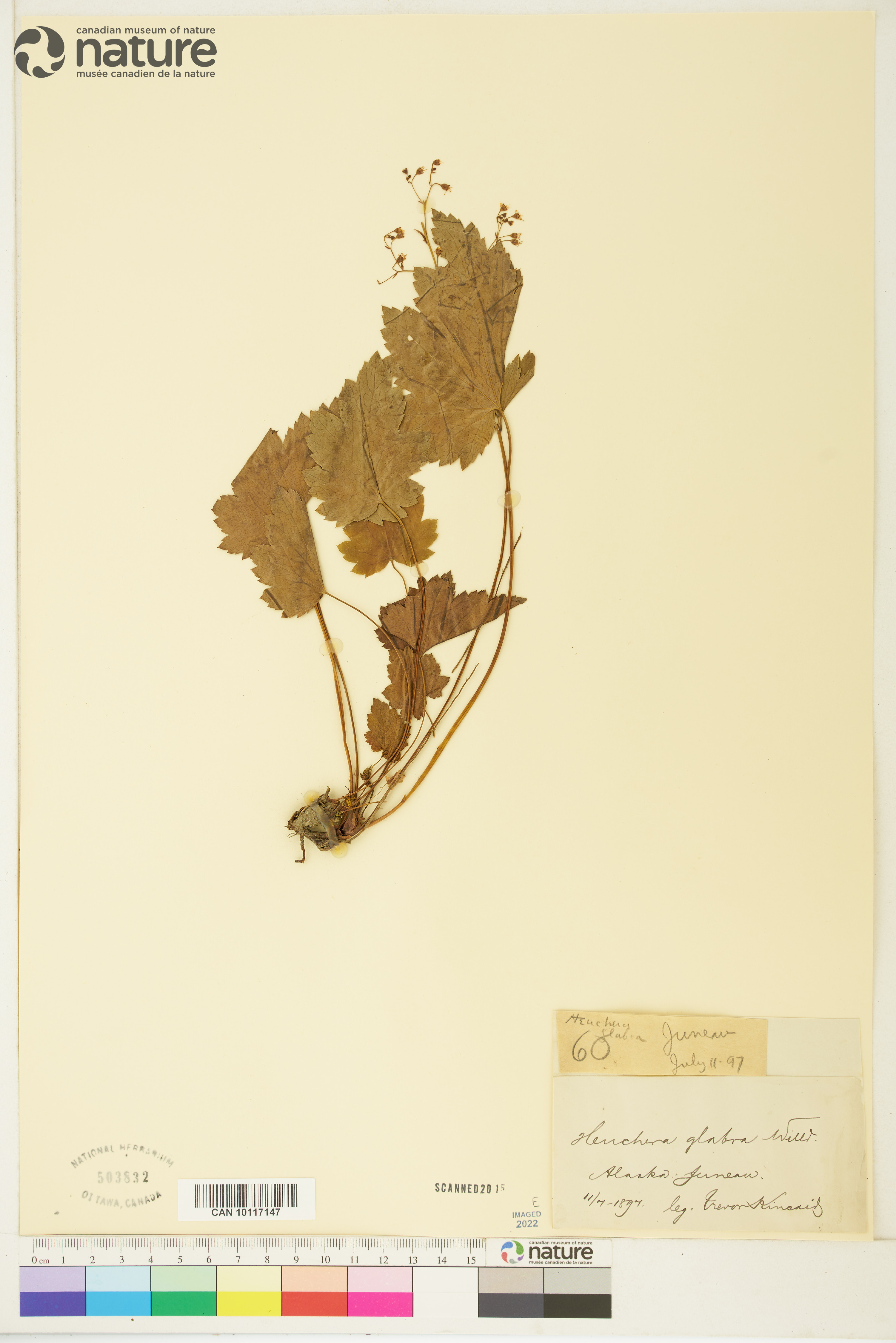 Heuchera glabra image