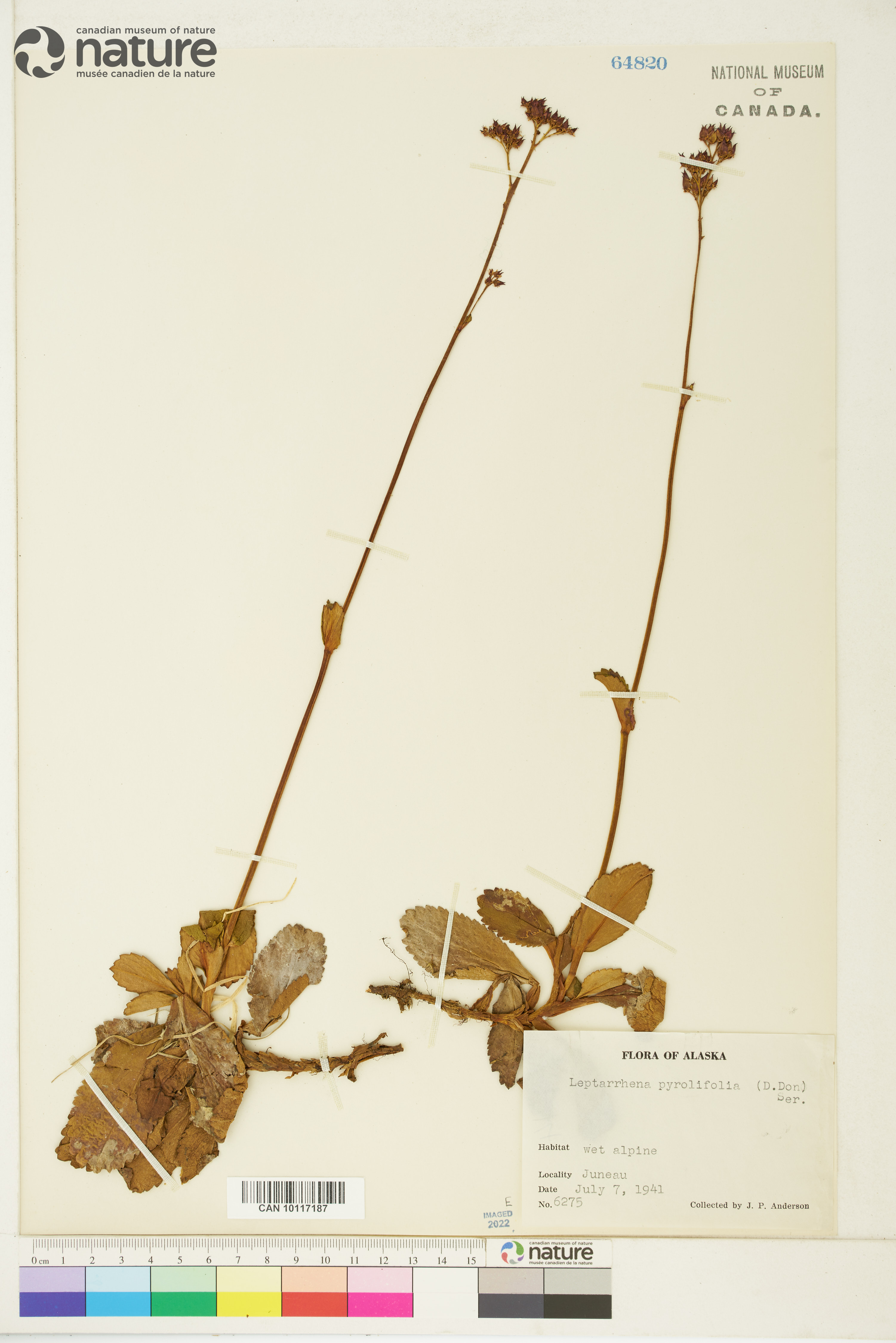Leptarrhena pyrolifolia image