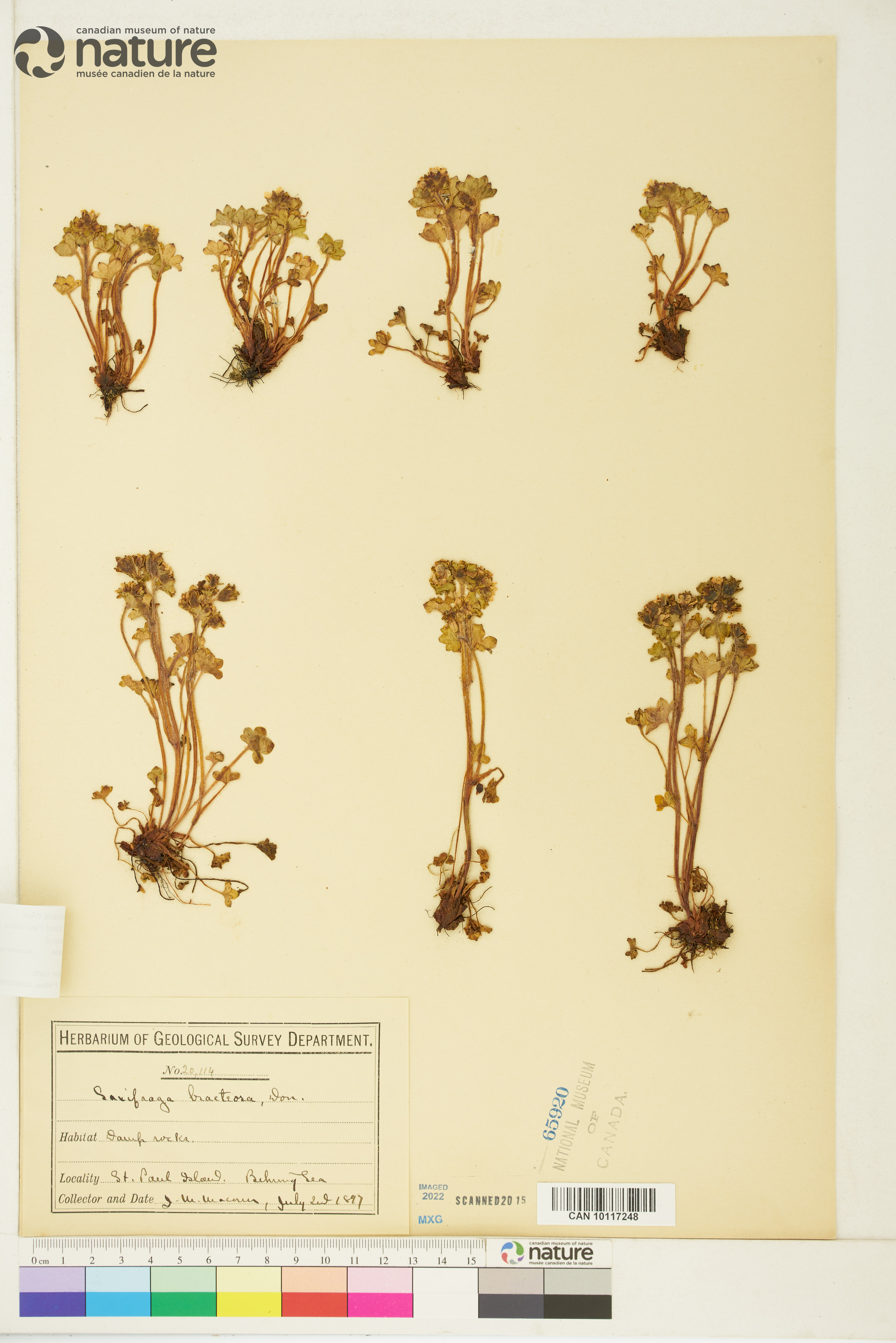 Saxifraga sibirica image