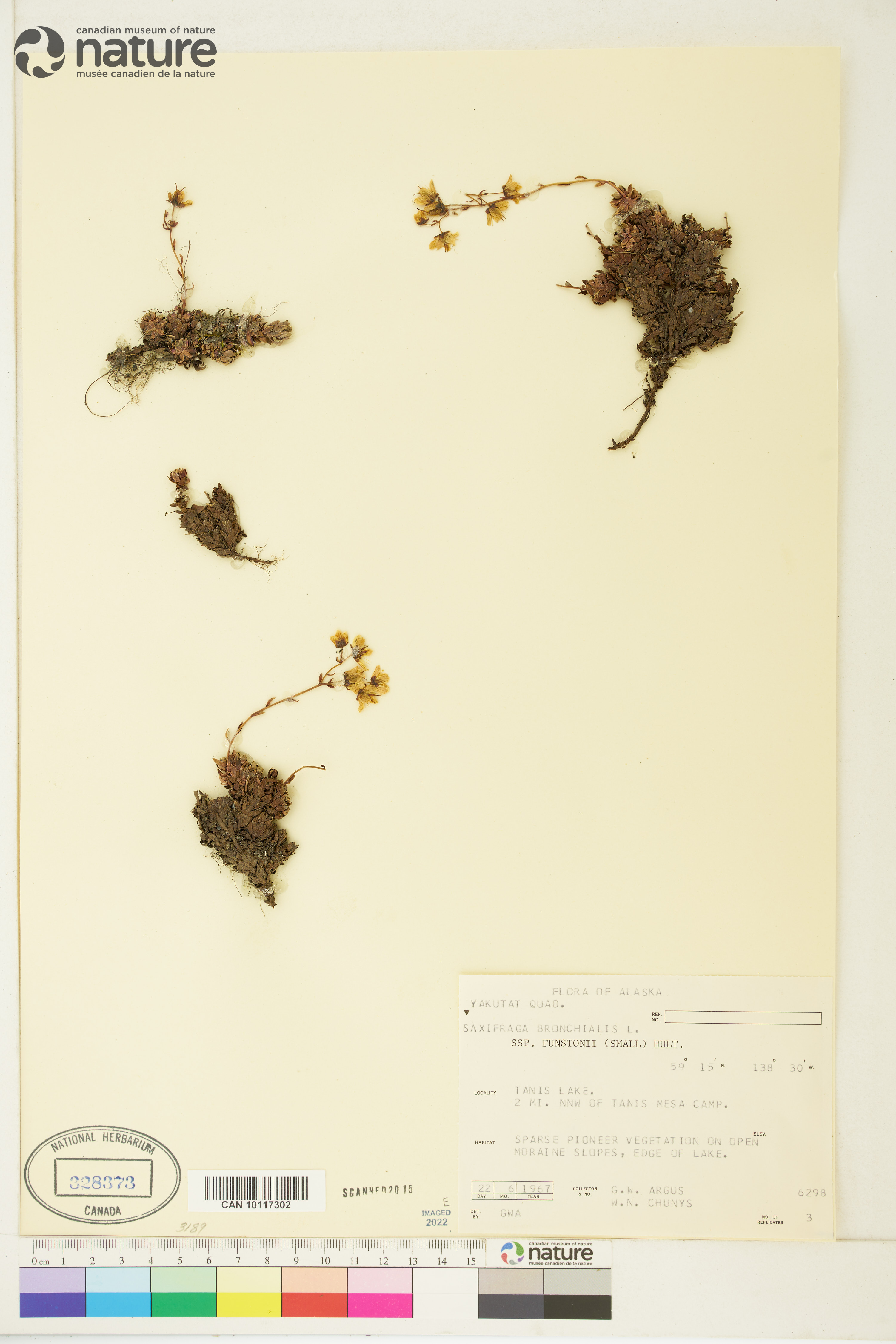 Saxifraga funstonii image