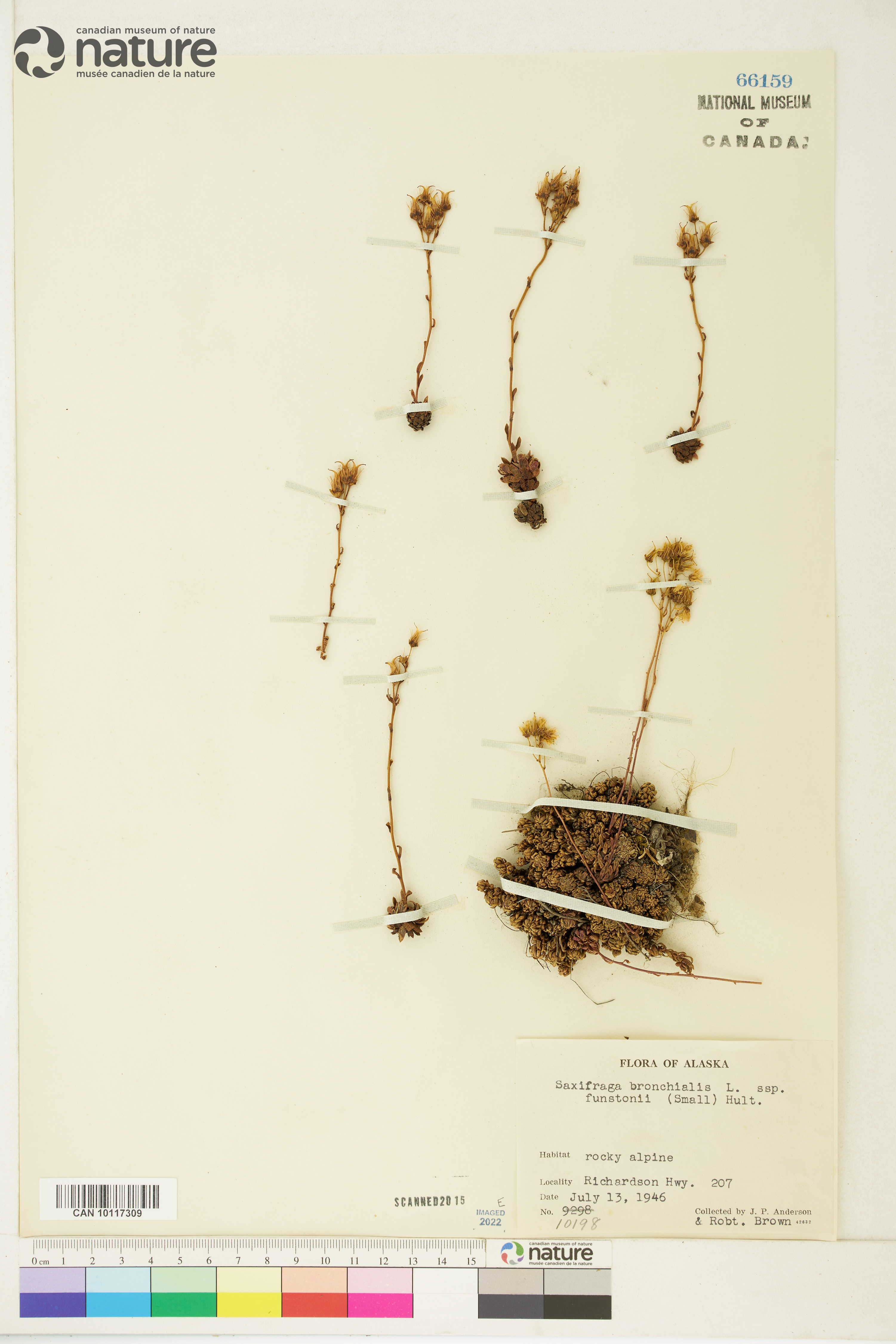 Saxifraga funstonii image