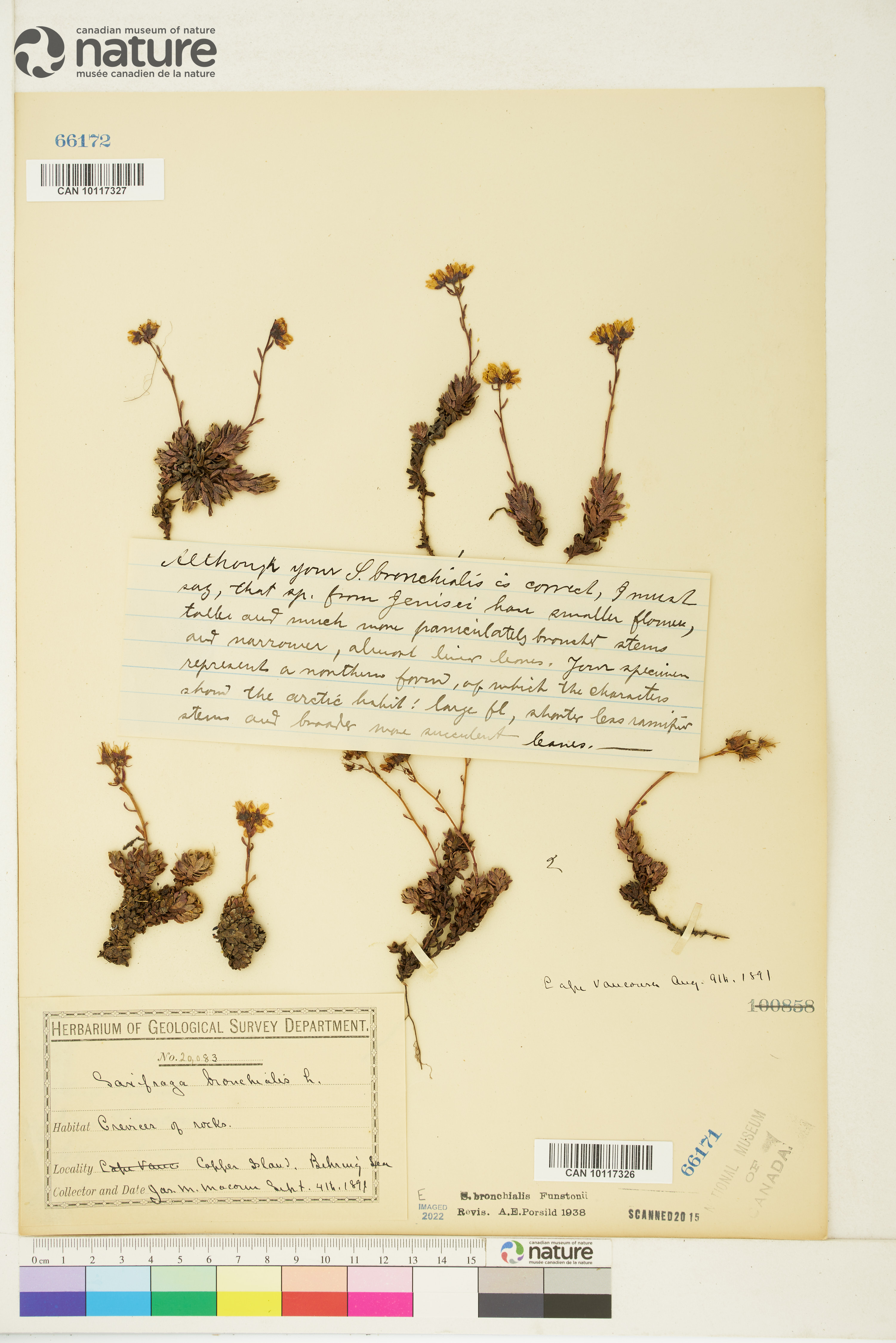 Saxifraga funstonii image