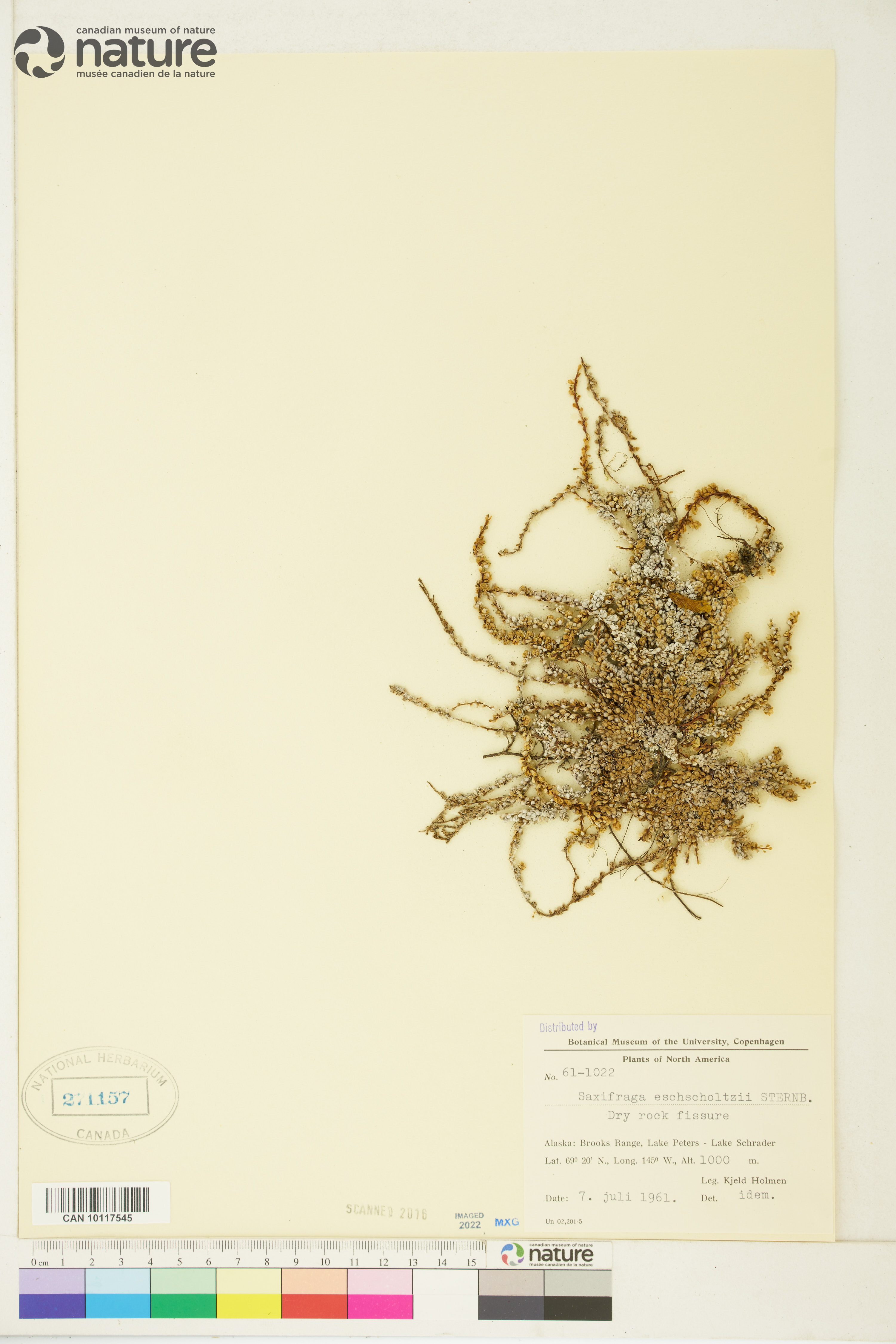 Saxifraga eschscholtzii image