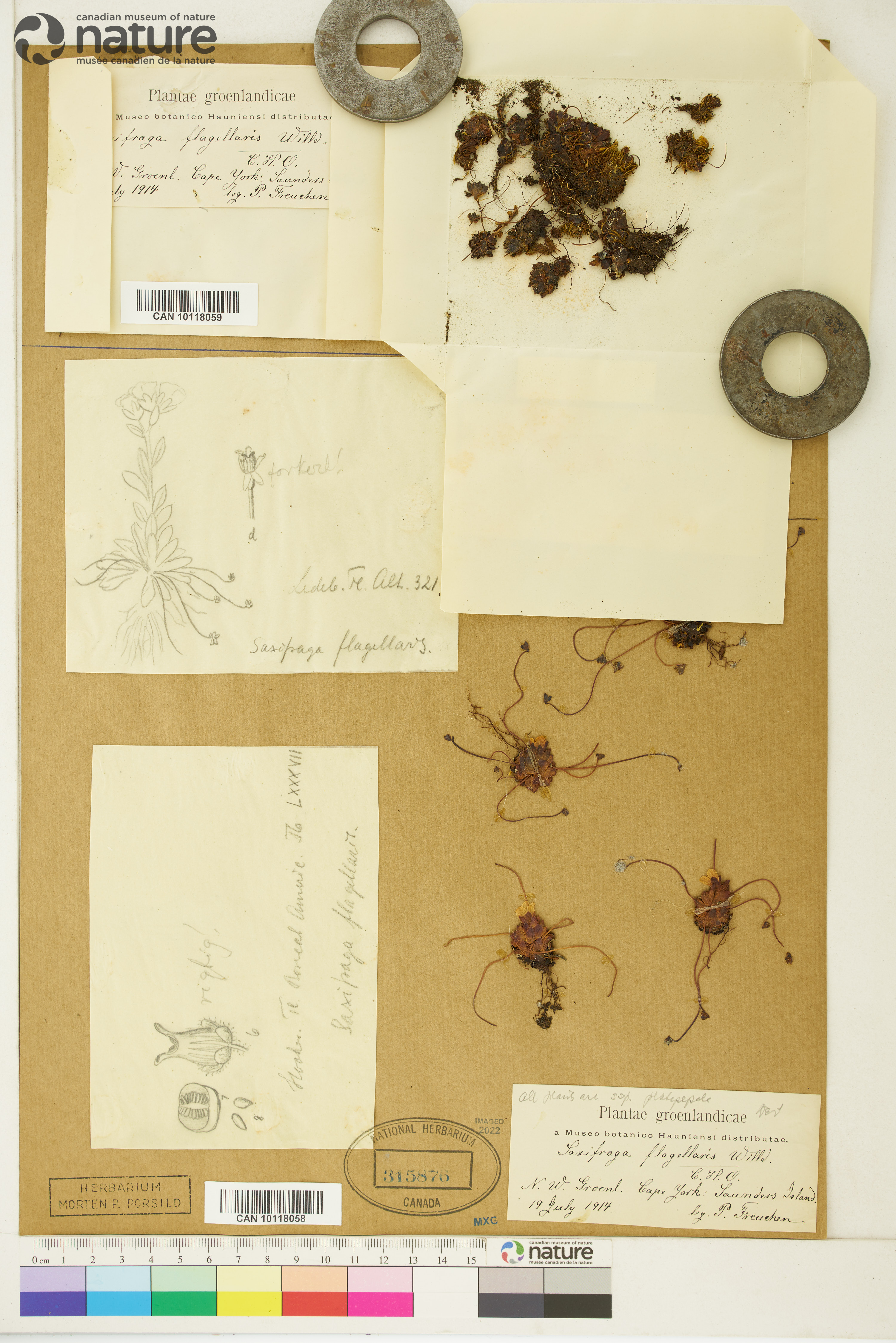 Saxifraga platysepala image