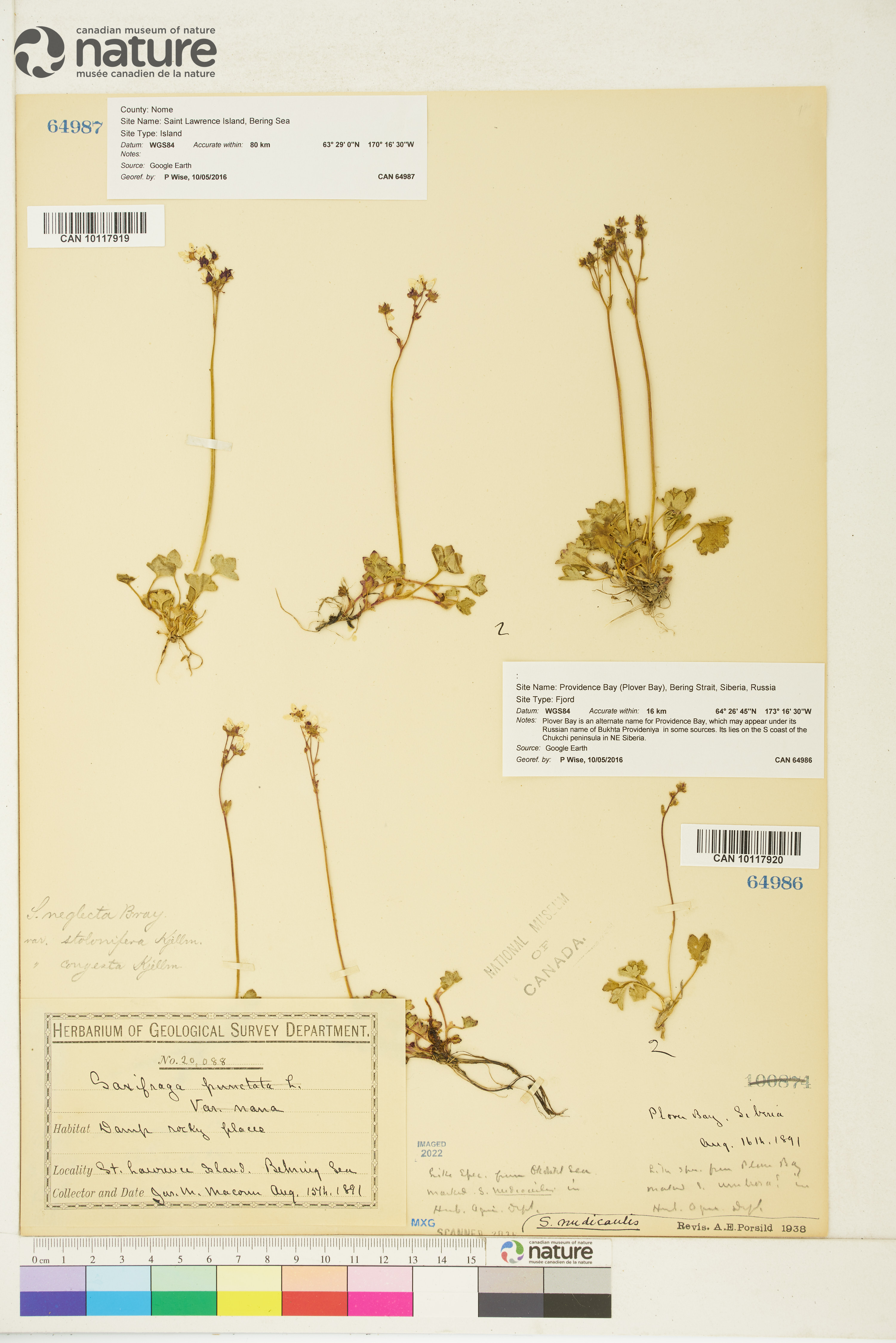 Saxifraga nudicaulis image