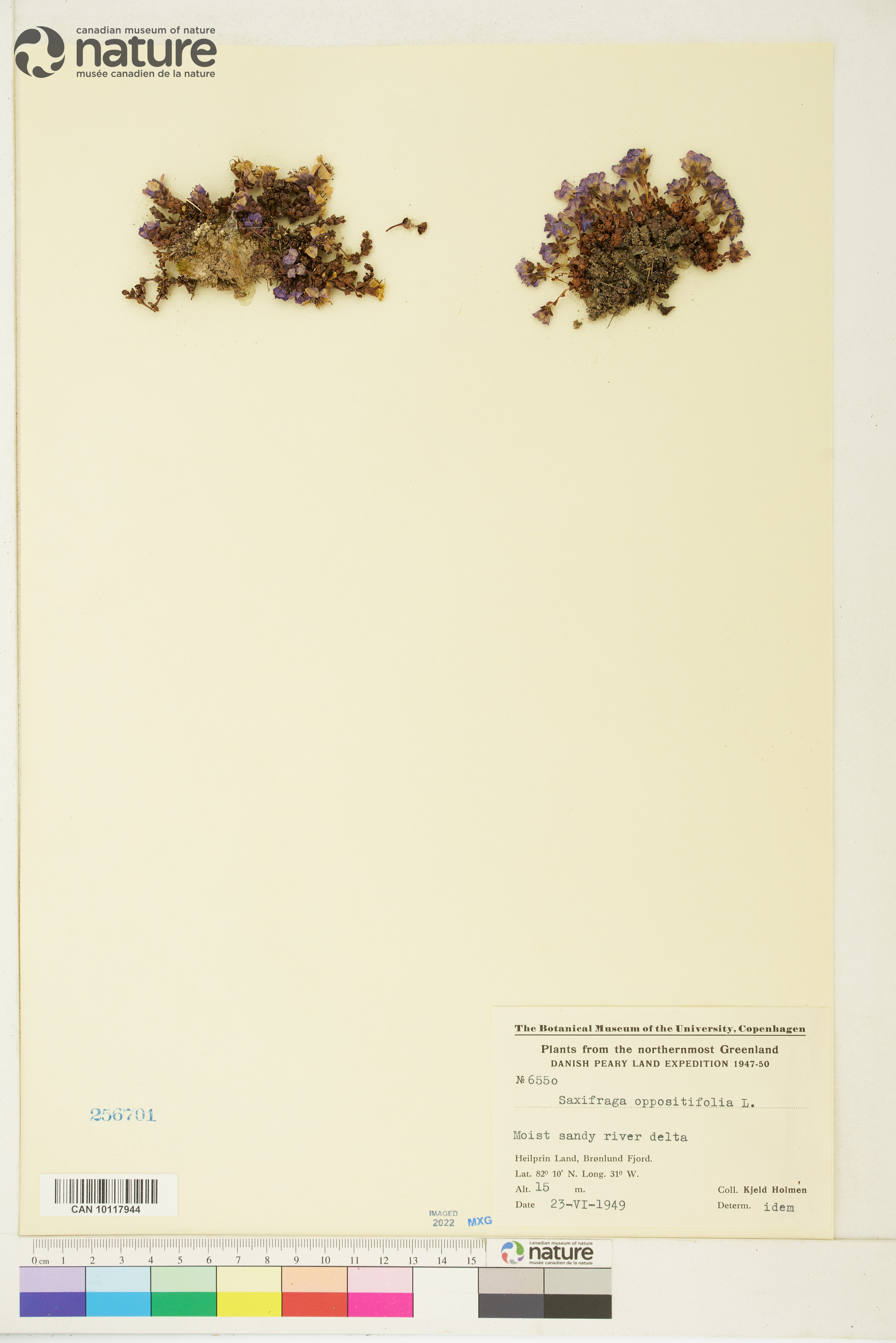 Saxifraga oppositifolia image