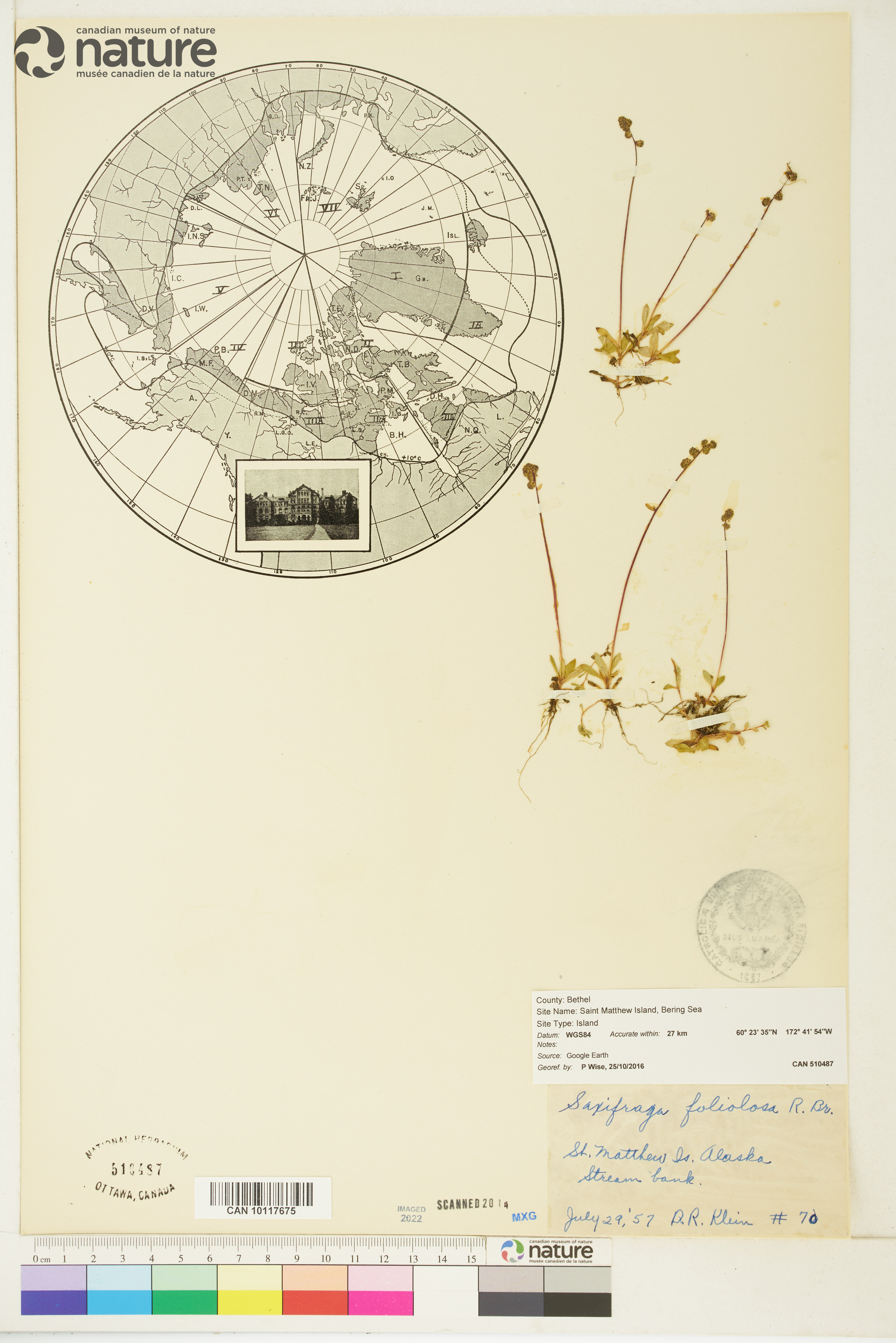 Micranthes foliolosa image