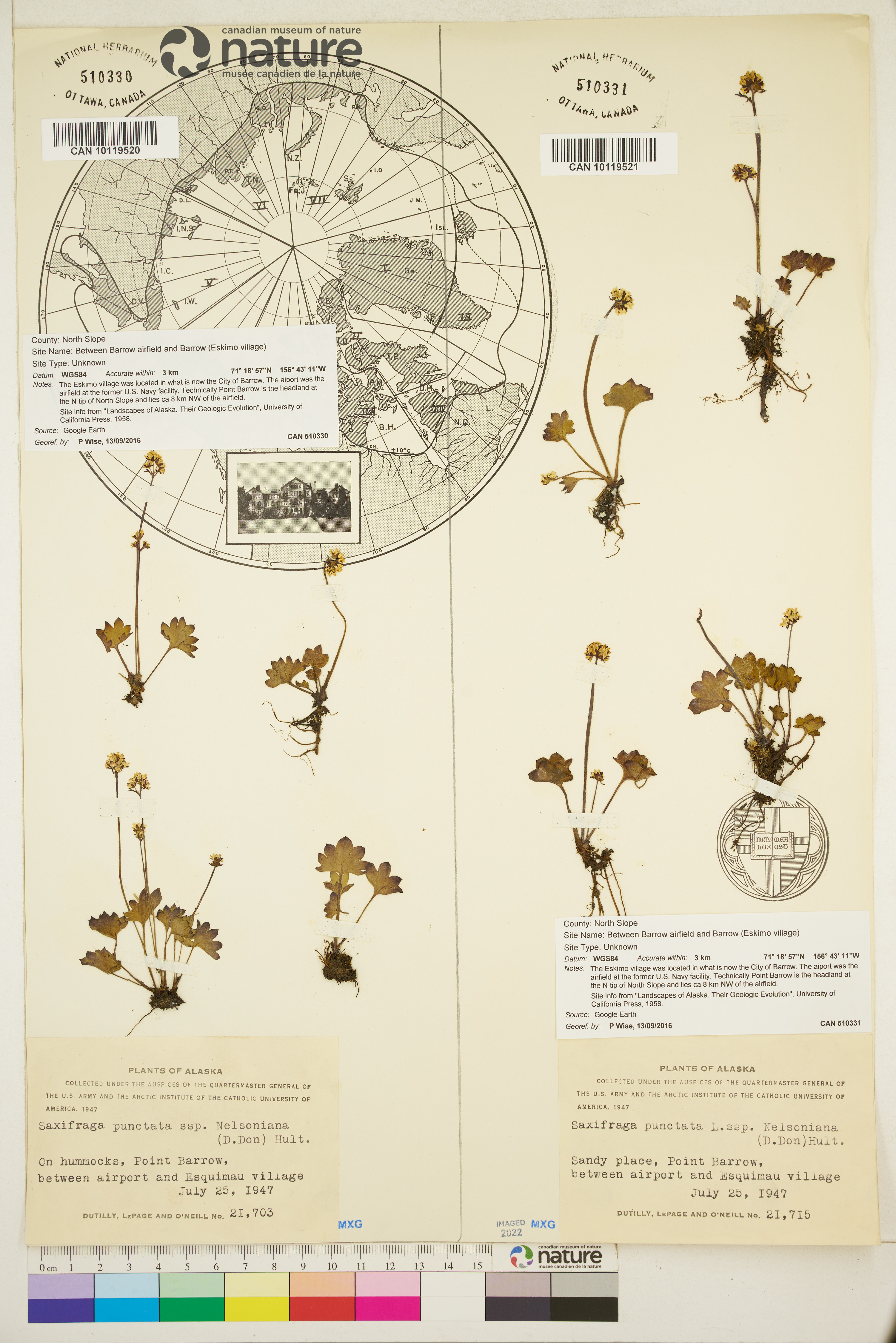 Micranthes nelsoniana var. nelsoniana image