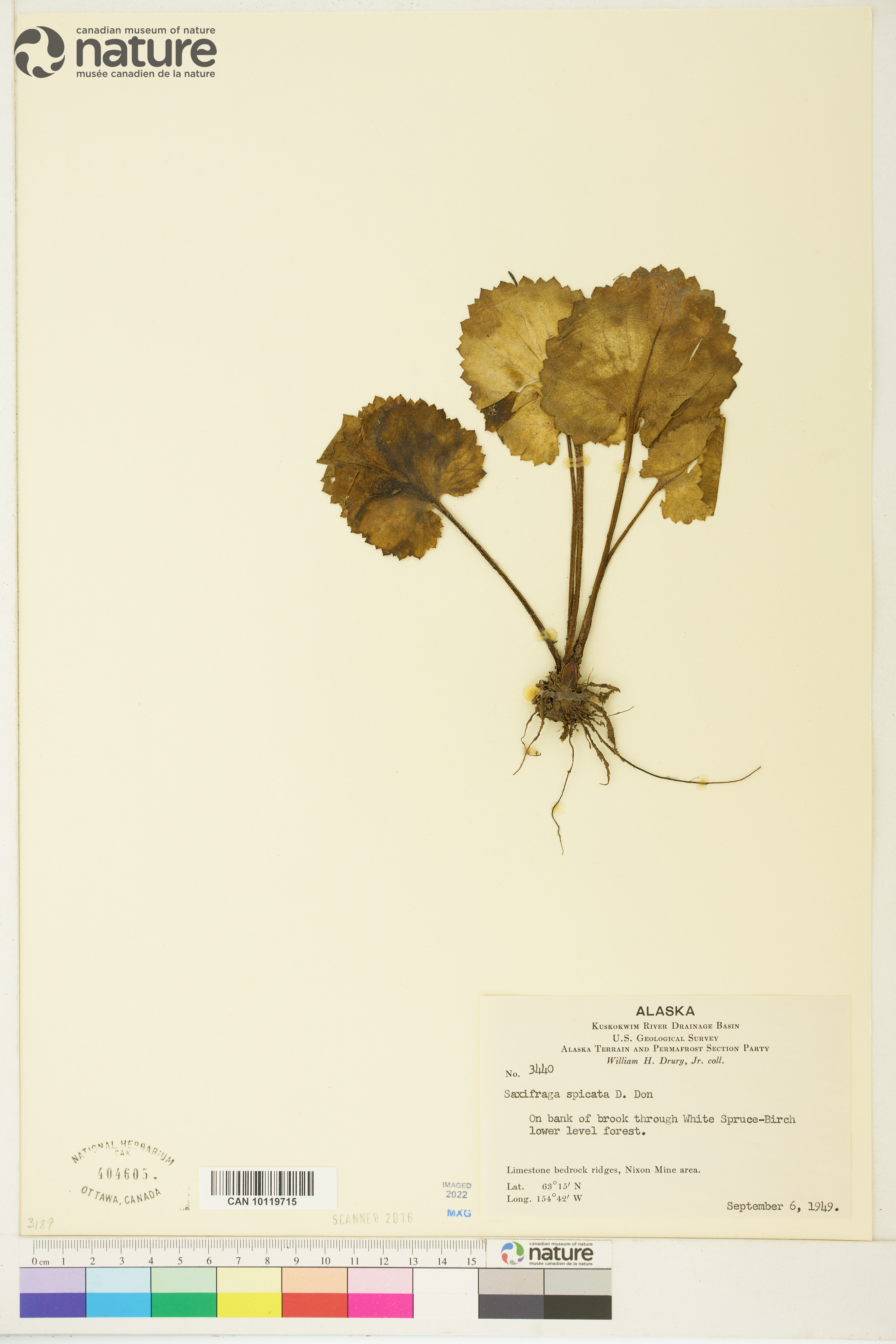 Micranthes spicata image