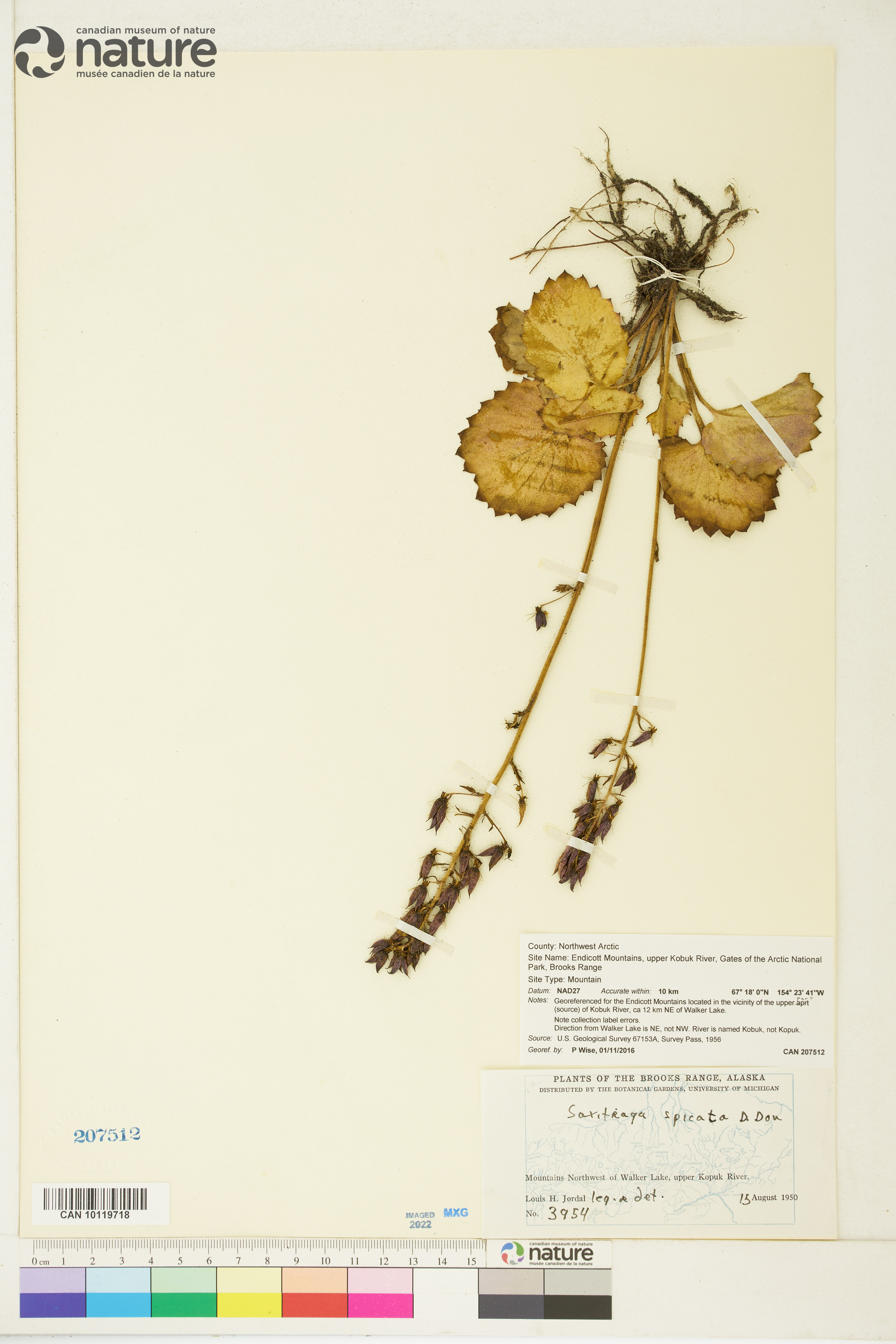 Micranthes spicata image