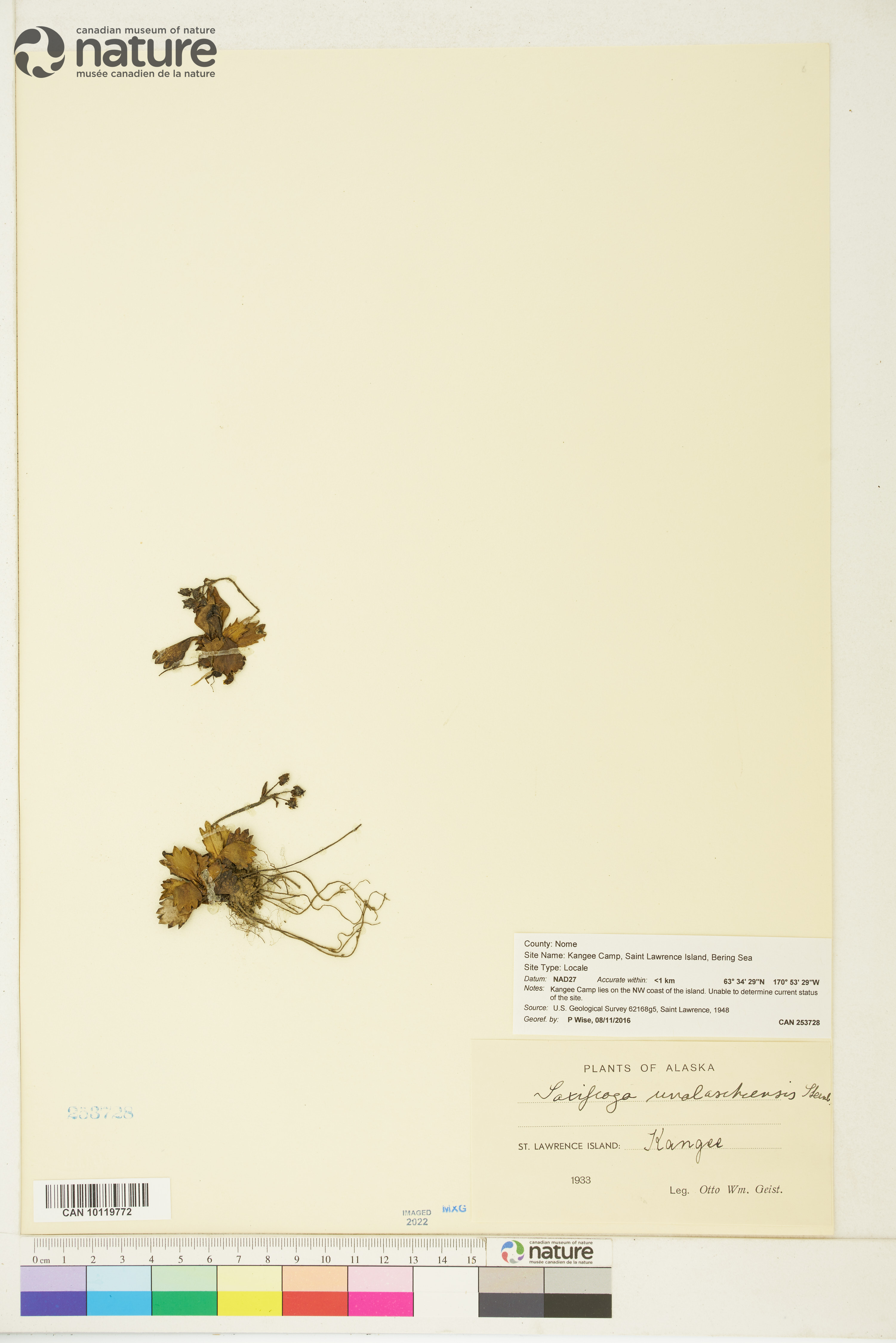 Micranthes unalaschcensis image