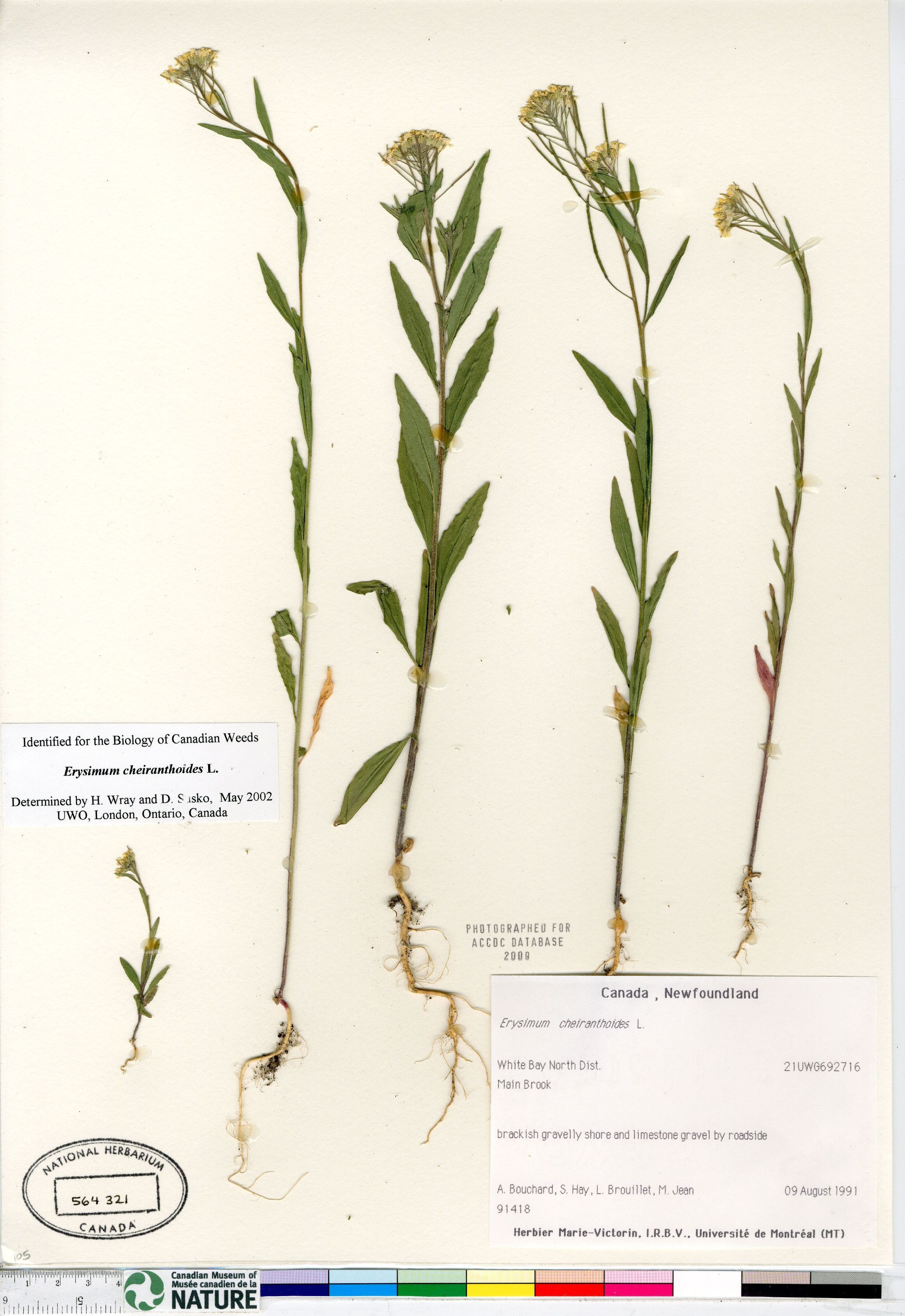 Erysimum cheiranthoides subsp. cheiranthoides image