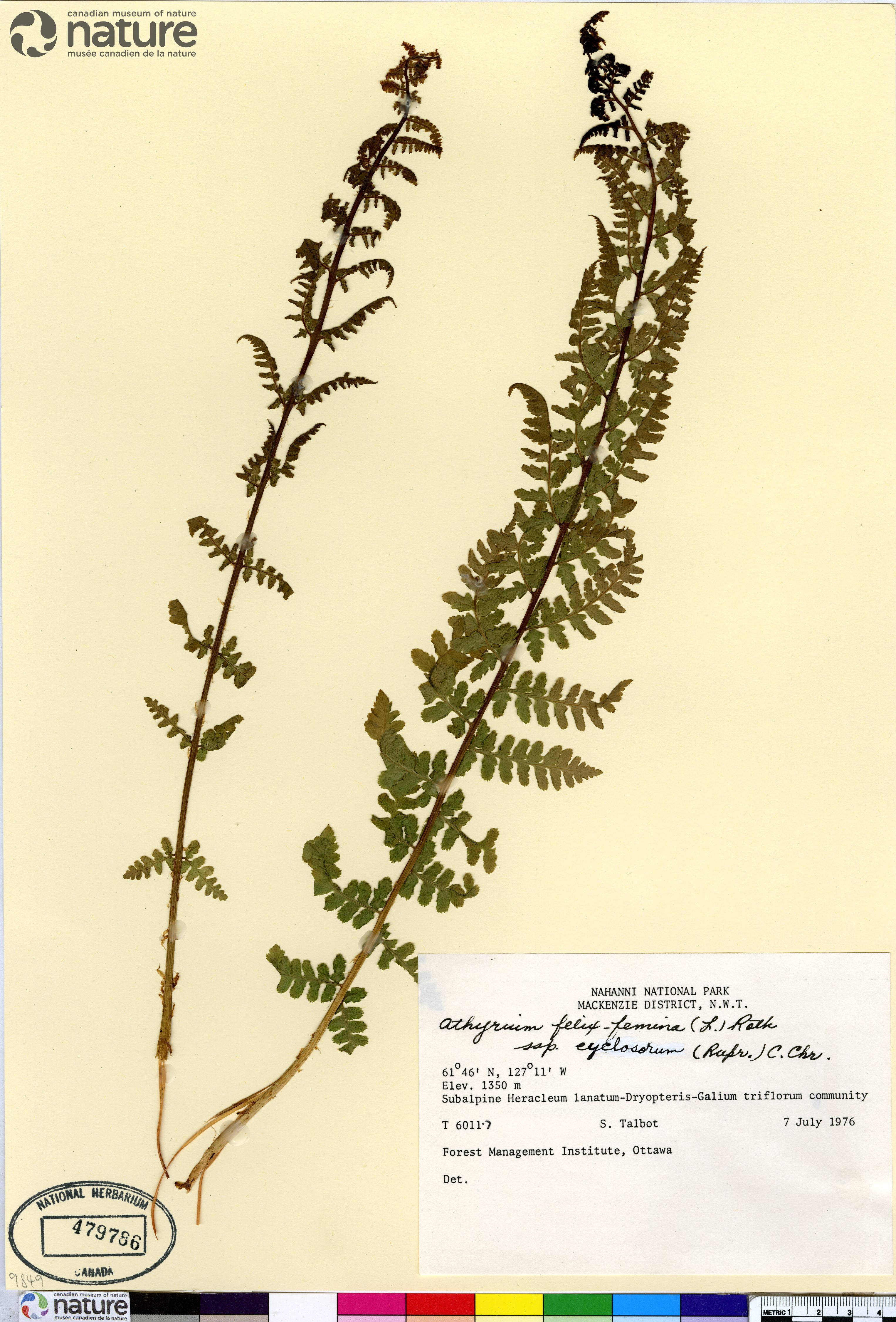 Athyrium asplenioides var. cyclosorum image