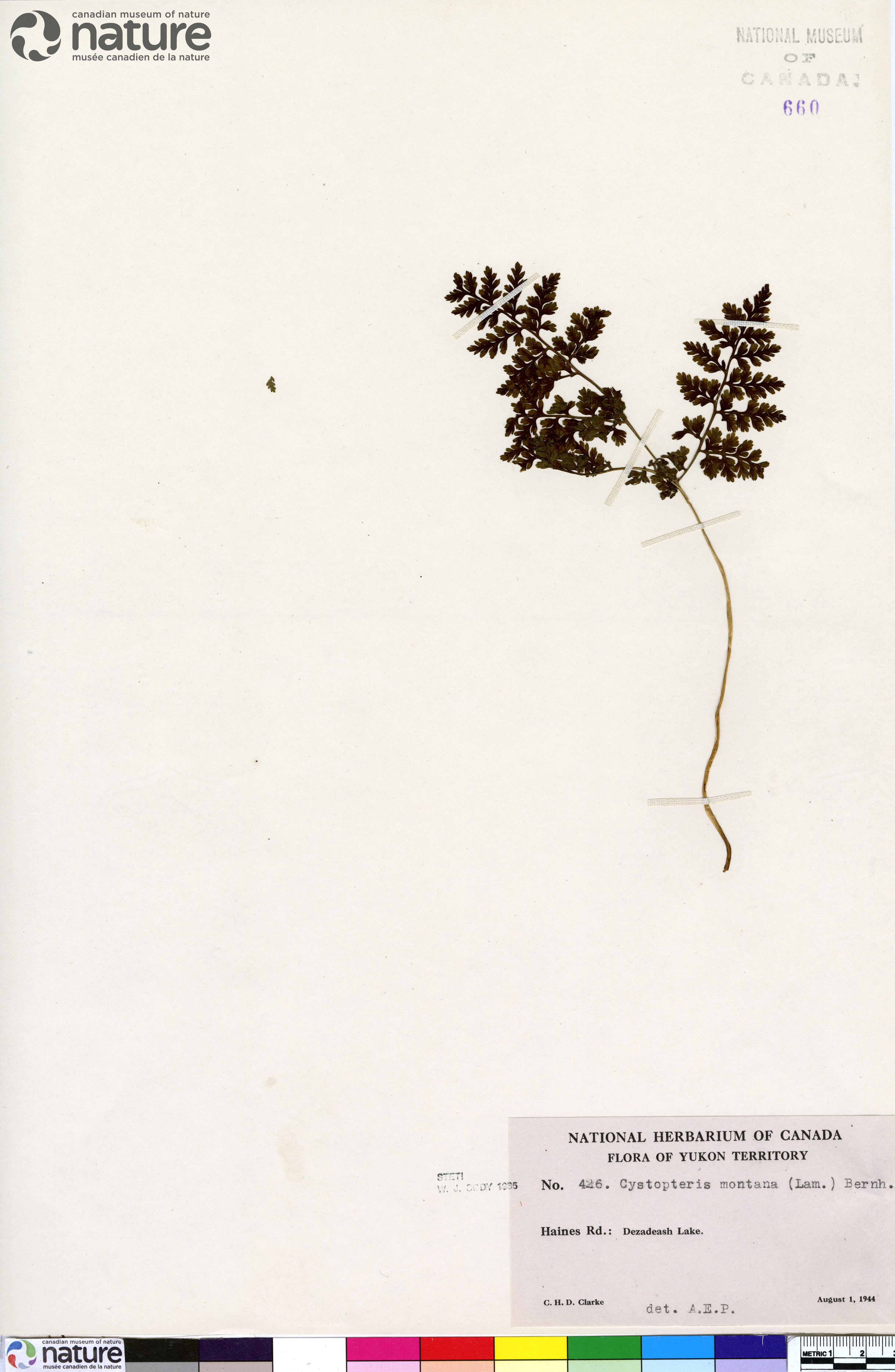 Cystopteris montana image