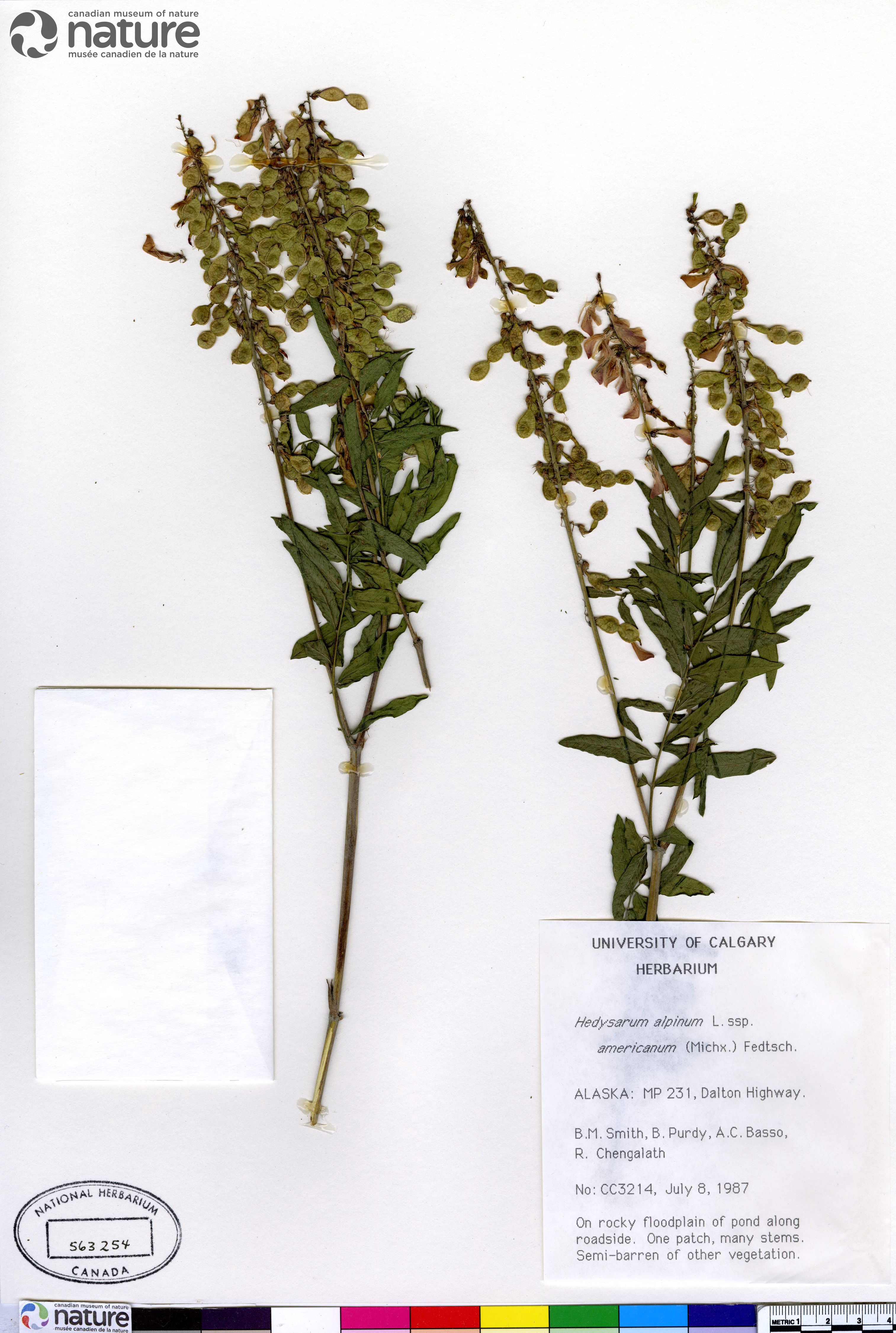 Hedysarum americanum image