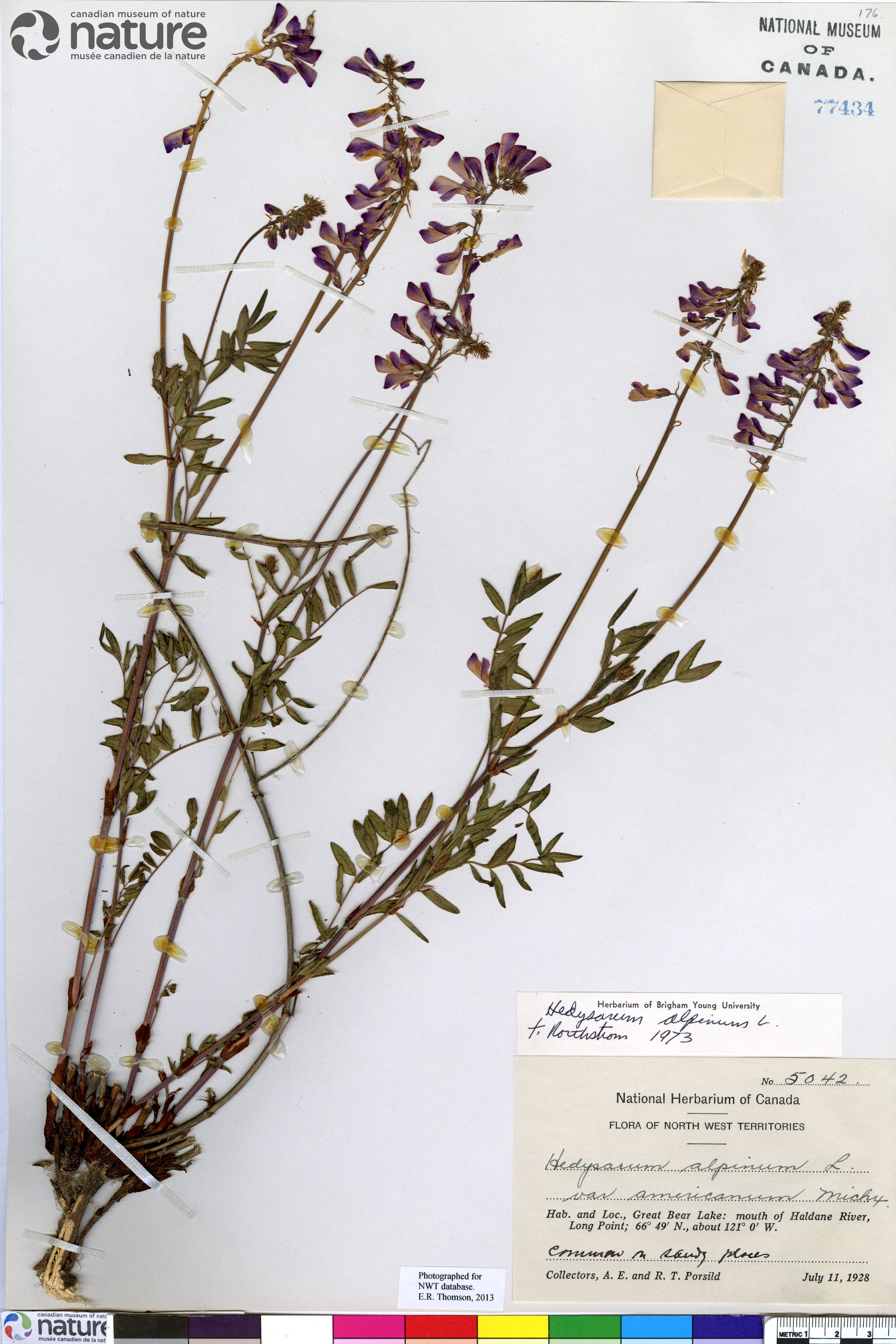 Hedysarum americanum image