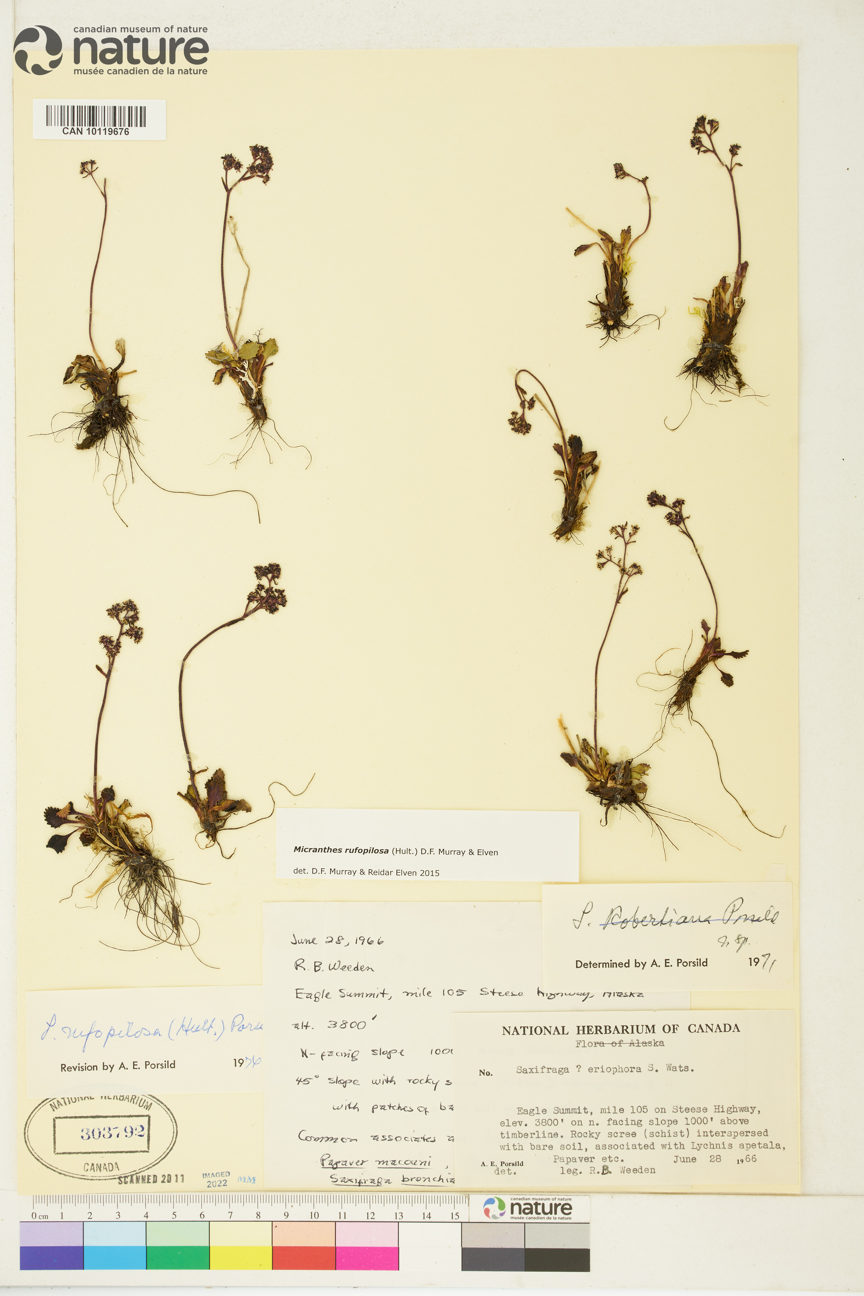 Saxifraga rufopilosa image