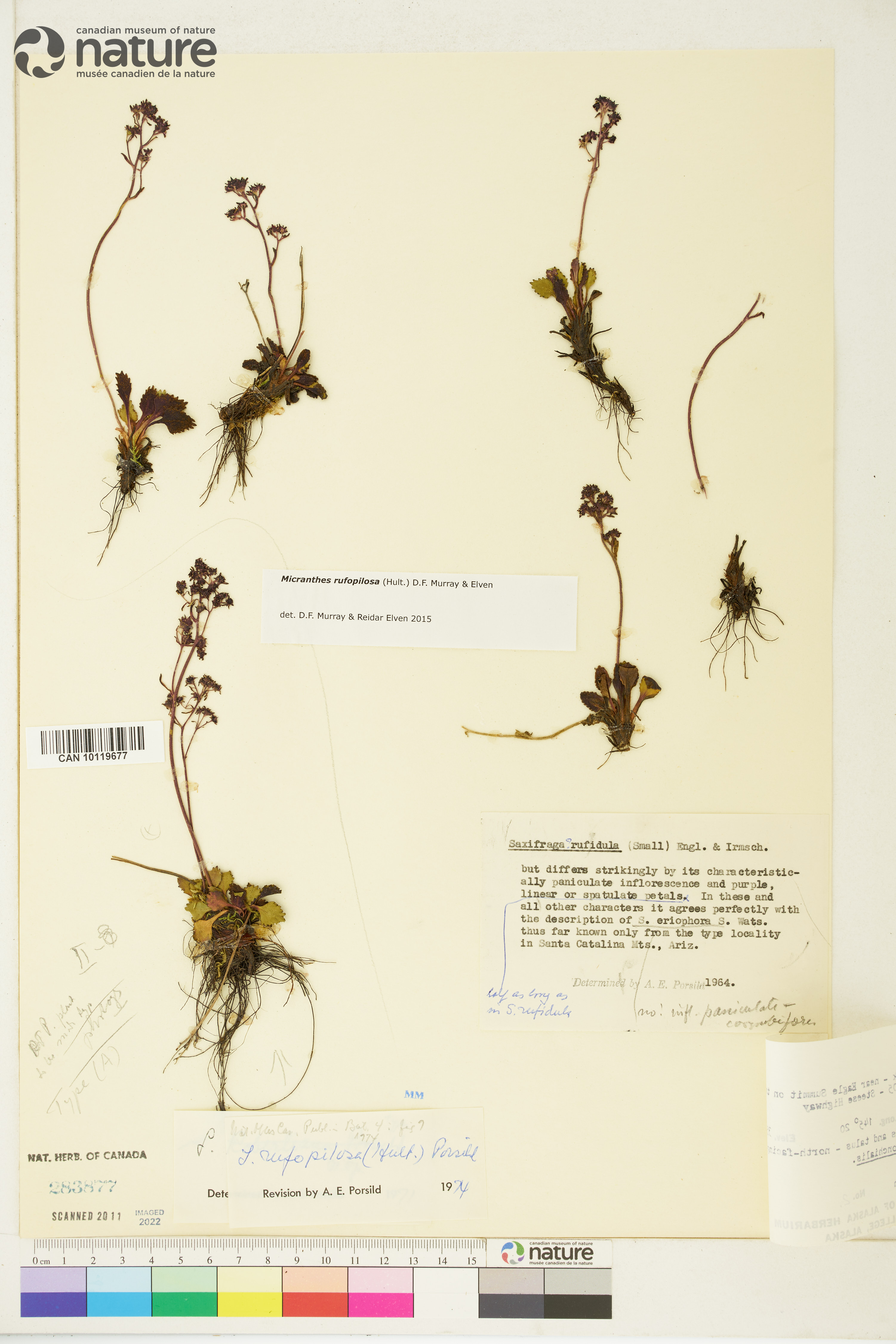 Saxifraga rufopilosa image