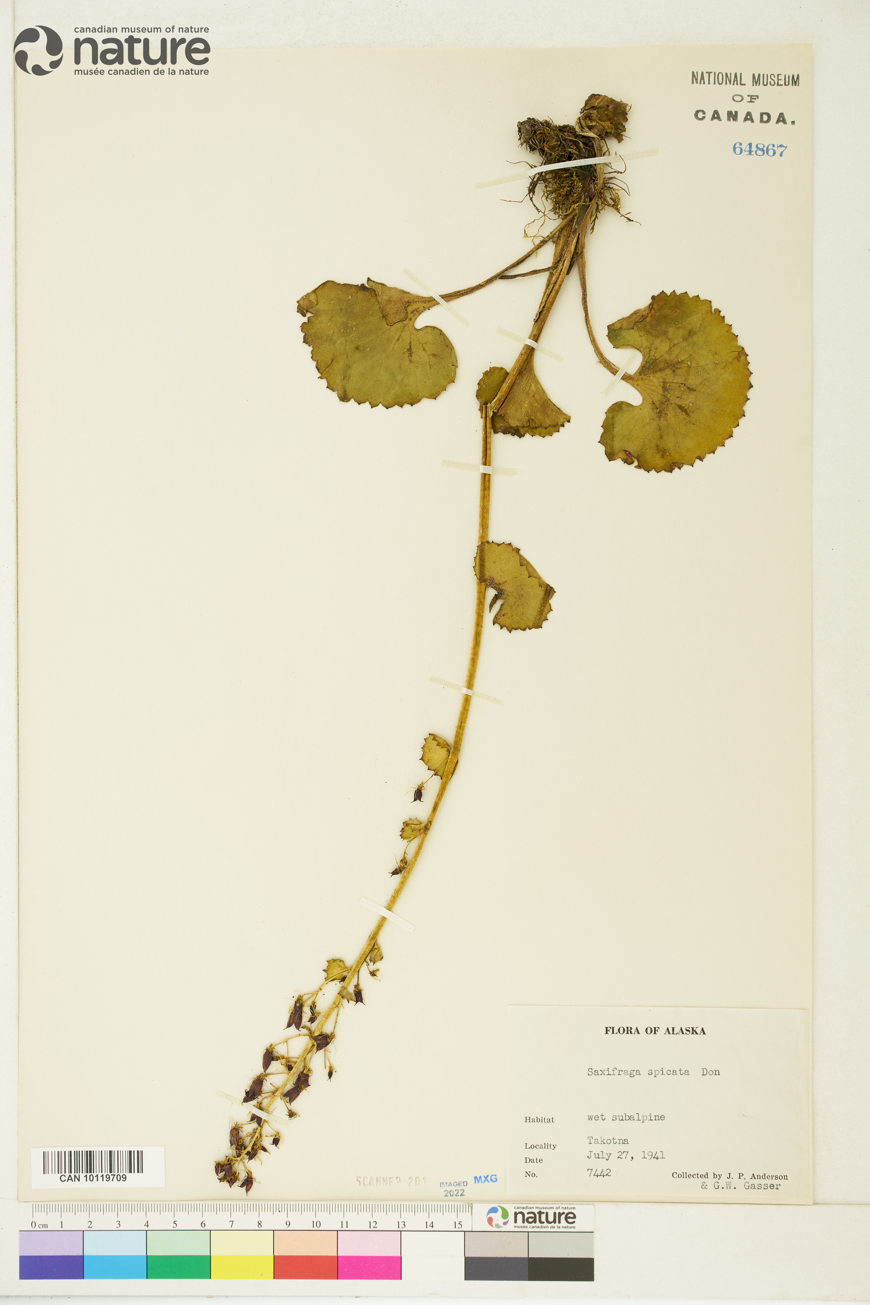 Micranthes spicata image