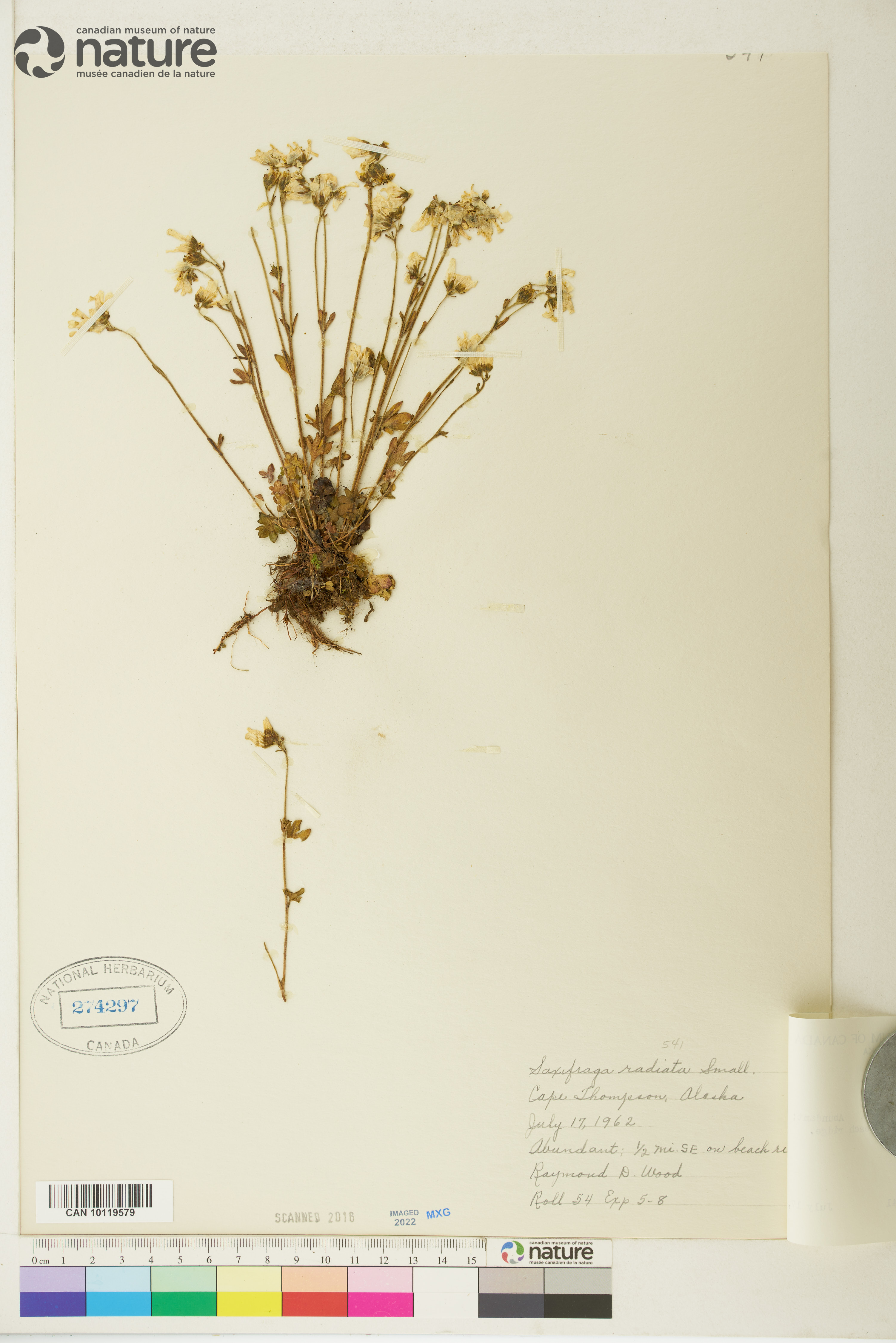 Saxifraga radiata image
