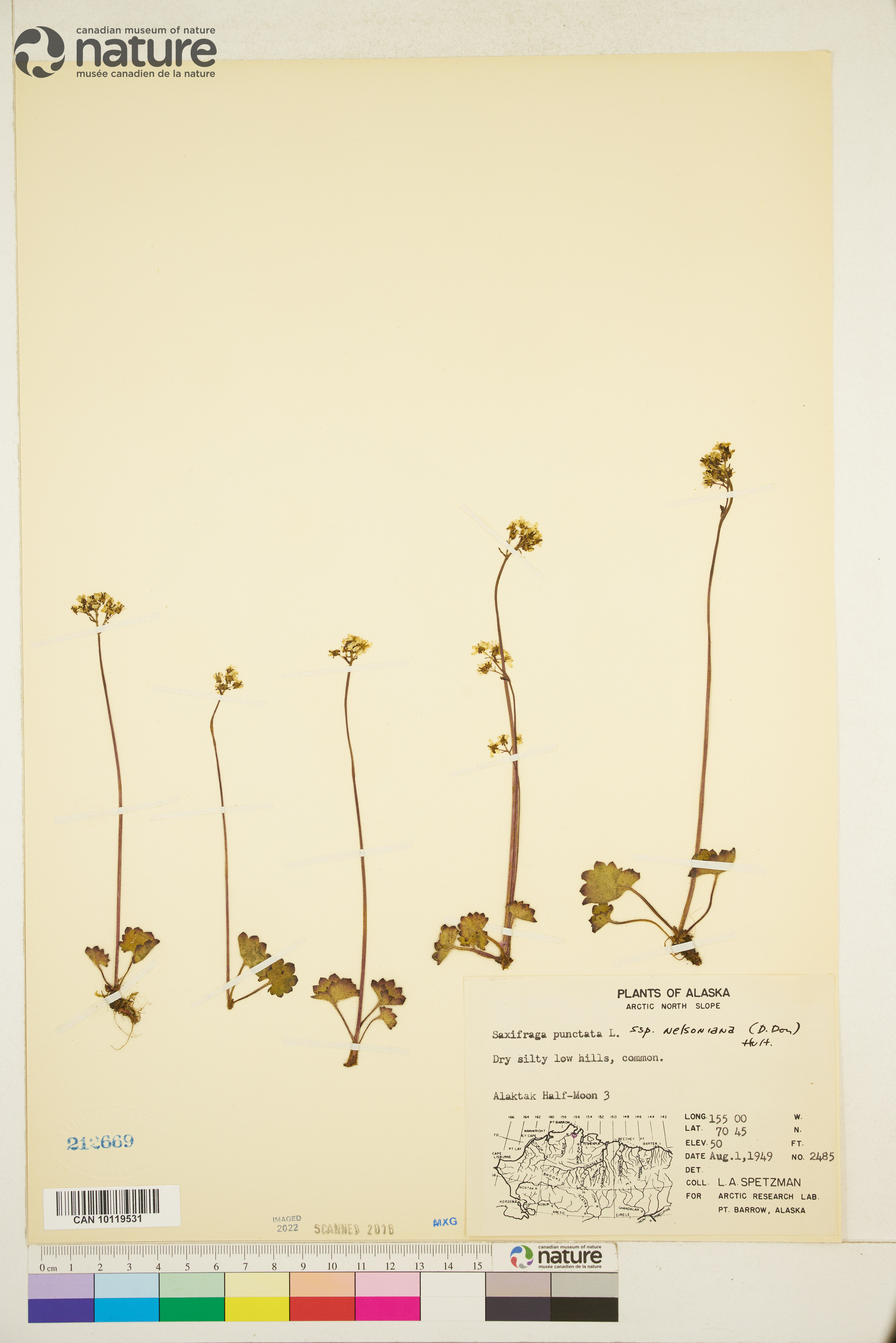 Micranthes nelsoniana image