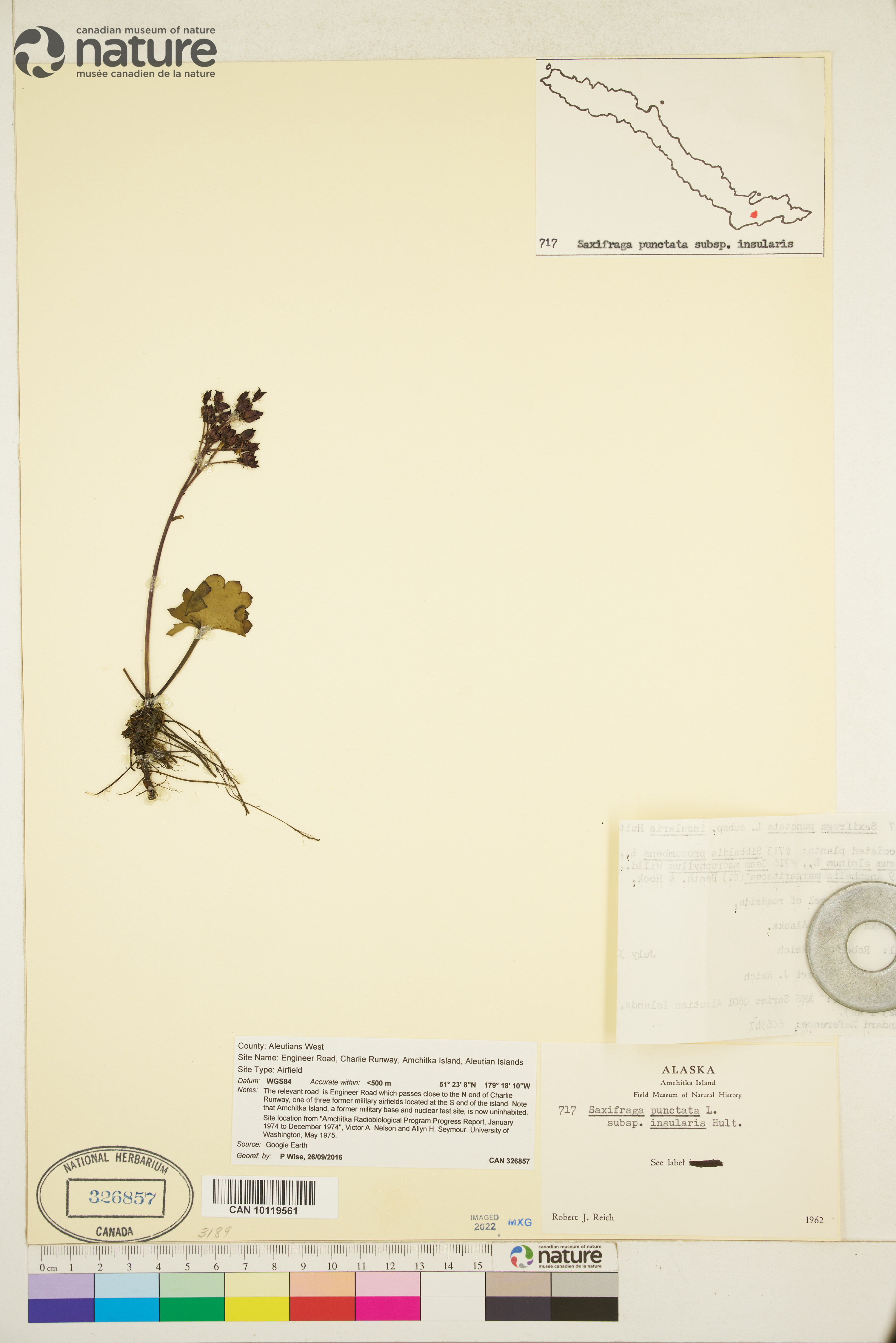 Micranthes nelsoniana subsp. insularis image