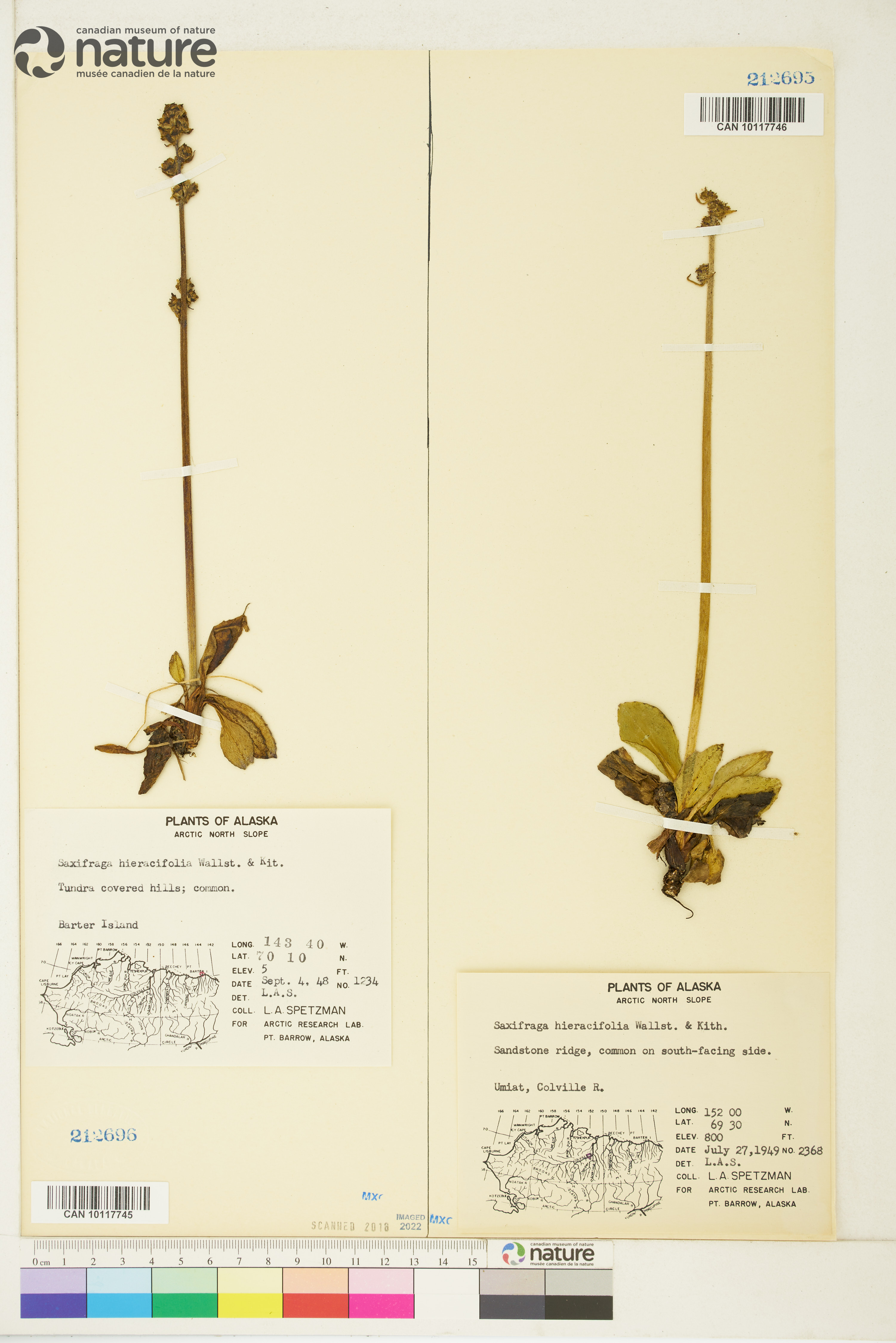 Saxifraga hieraciifolia image