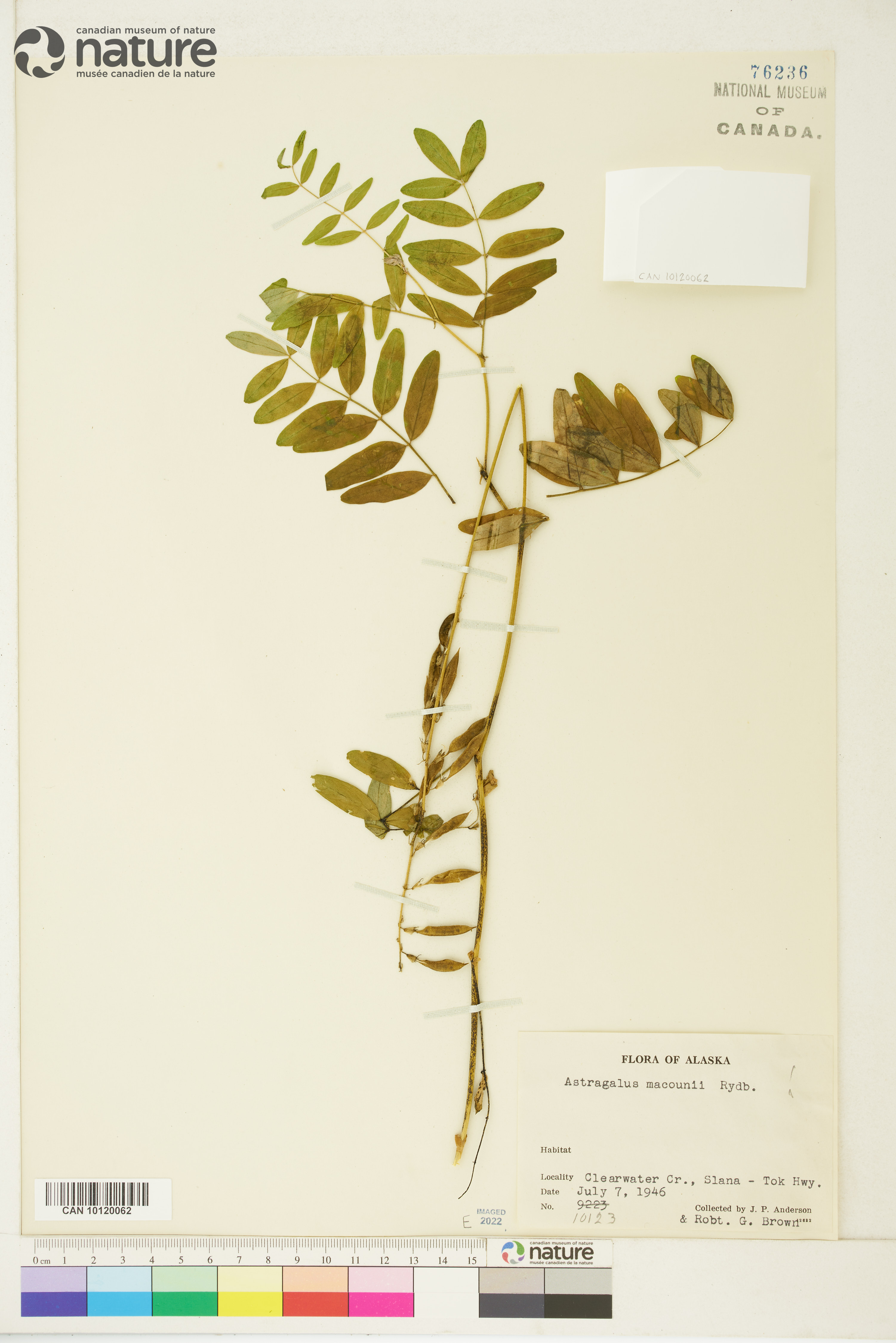 Astragalus robbinsii var. minor image