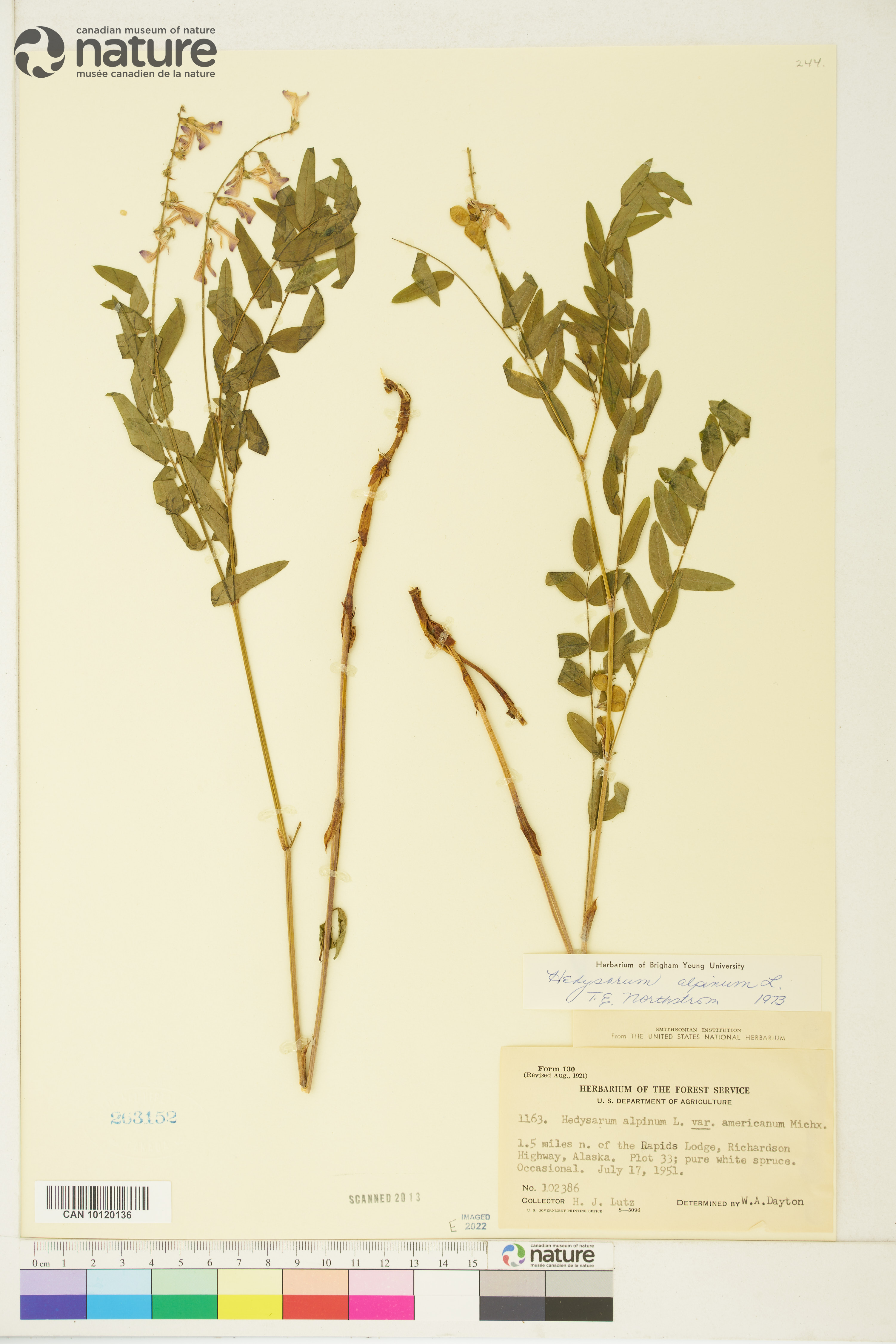 Hedysarum americanum image