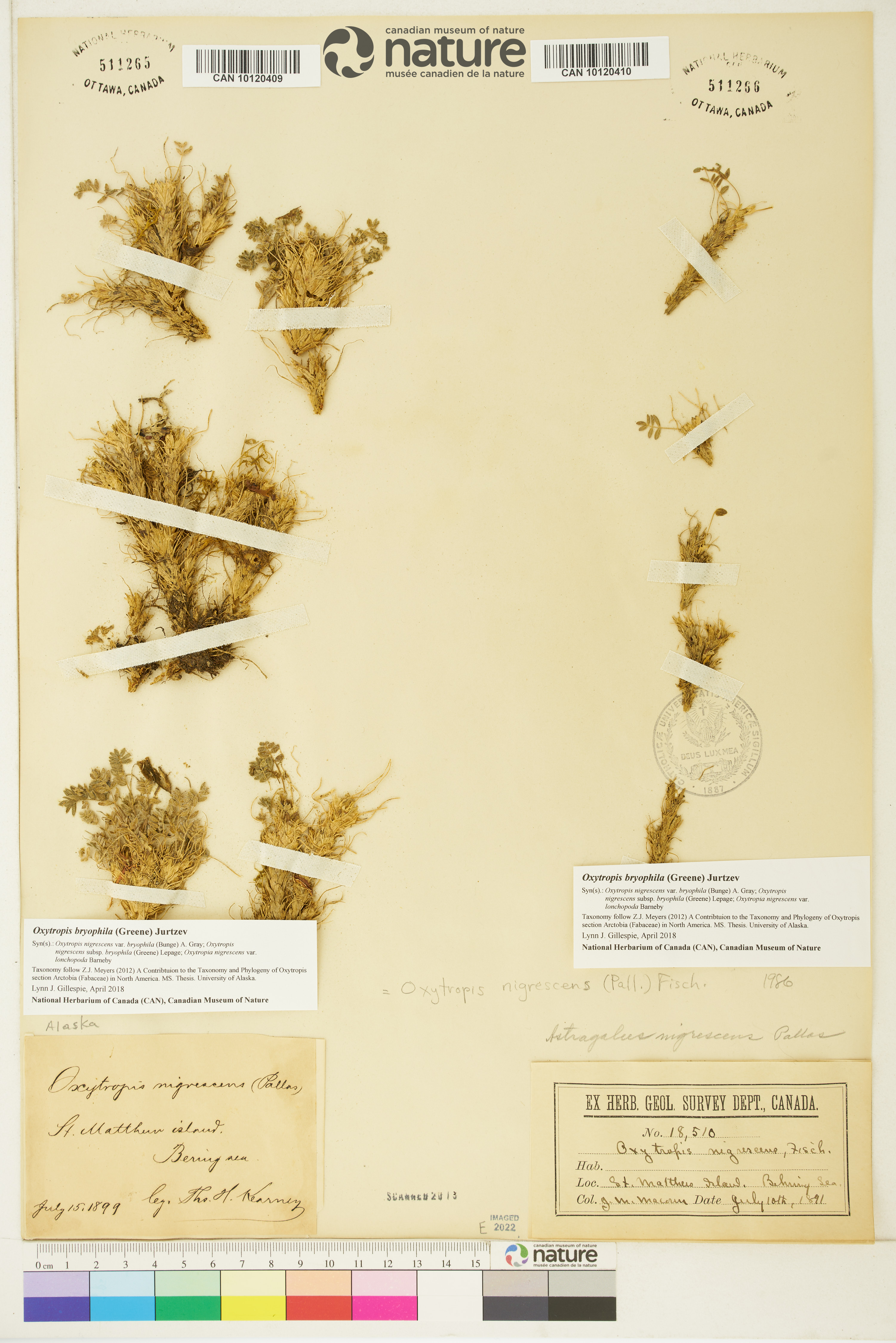 Oxytropis bryophila image