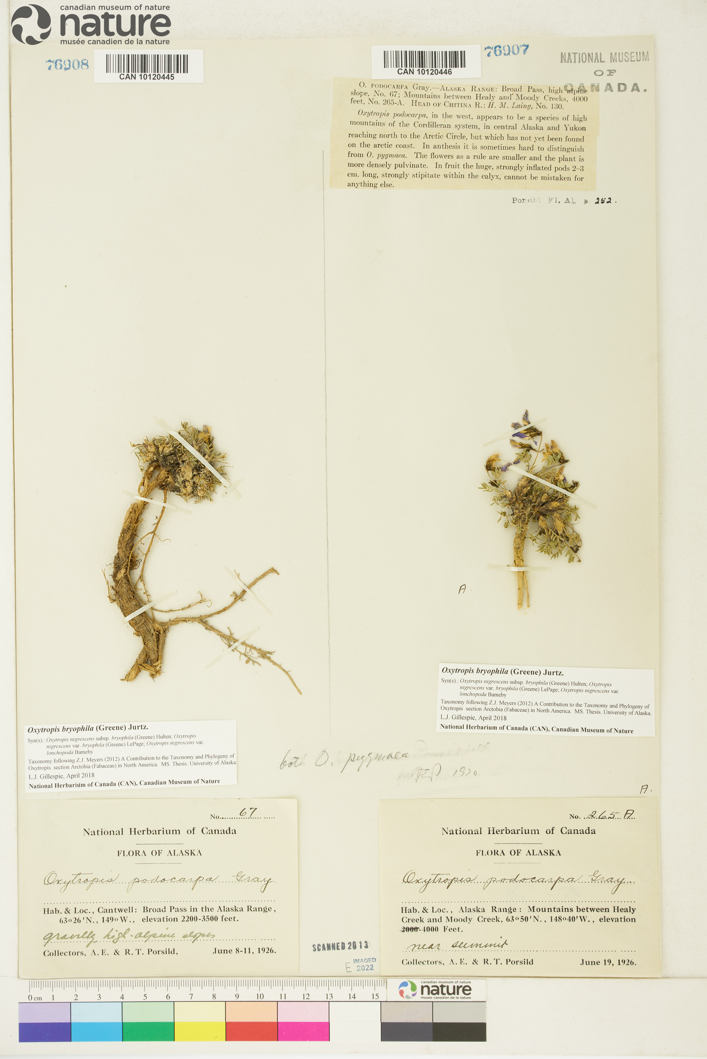 Oxytropis bryophila image