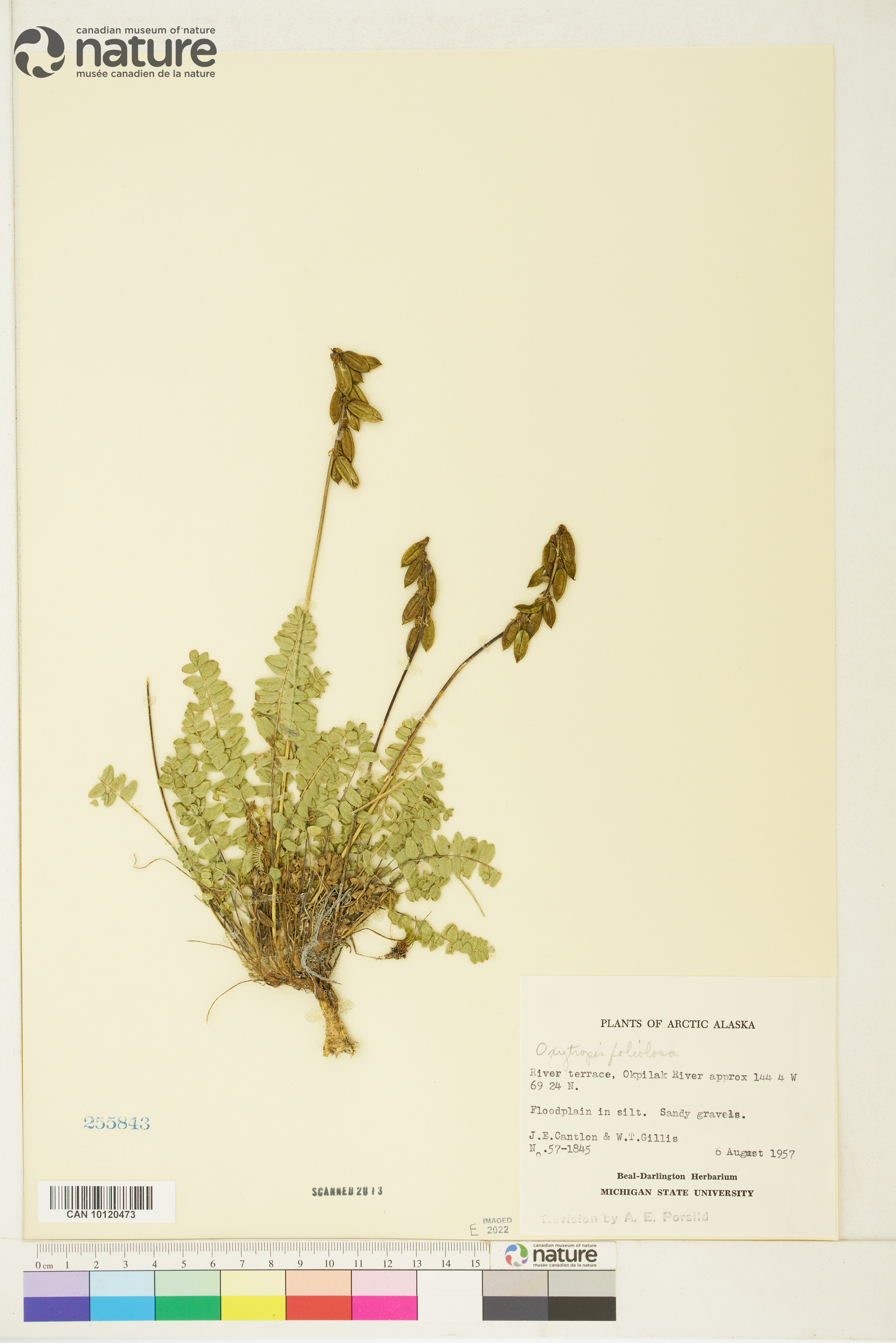 Oxytropis deflexa var. foliolosa image