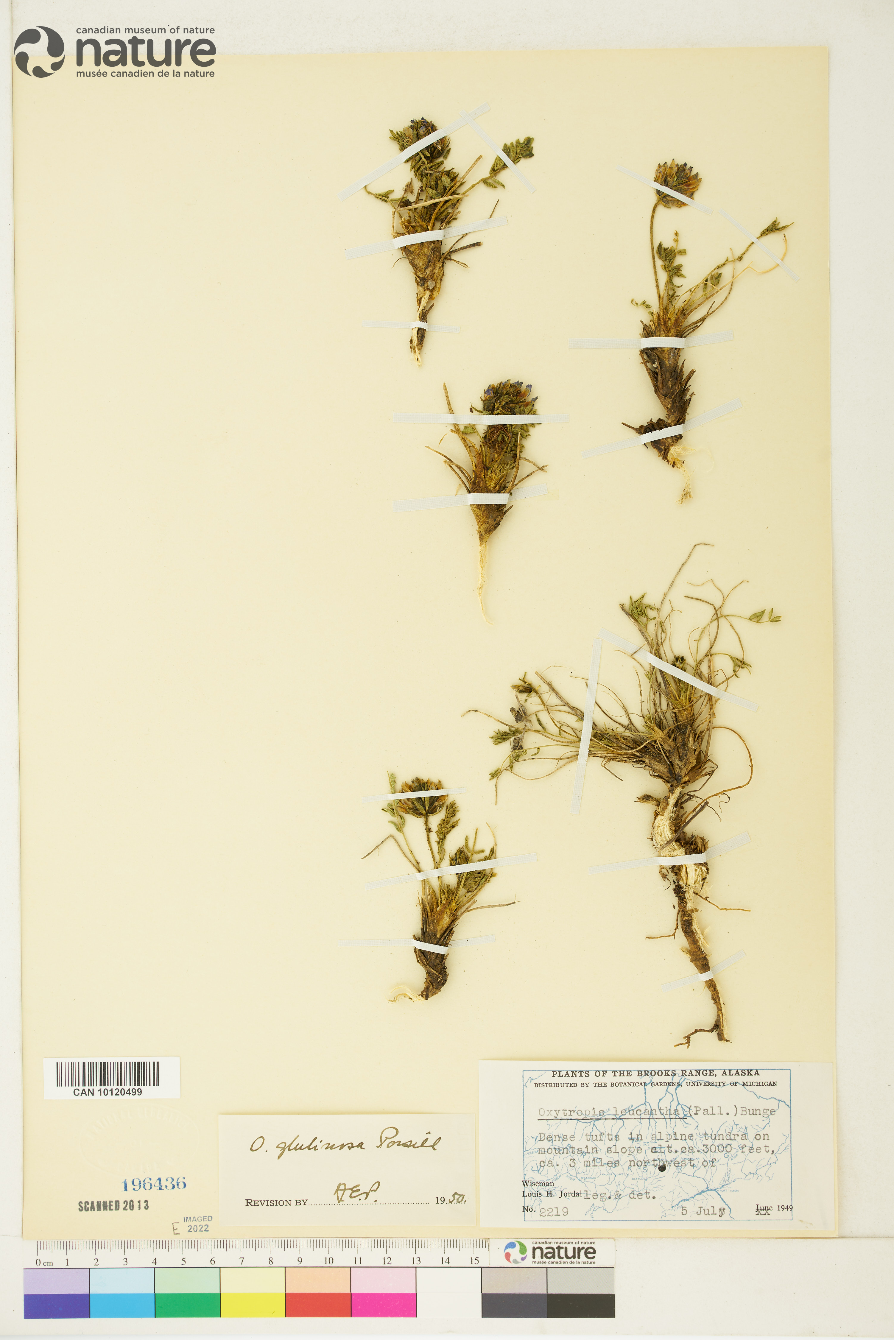 Oxytropis borealis var. viscida image