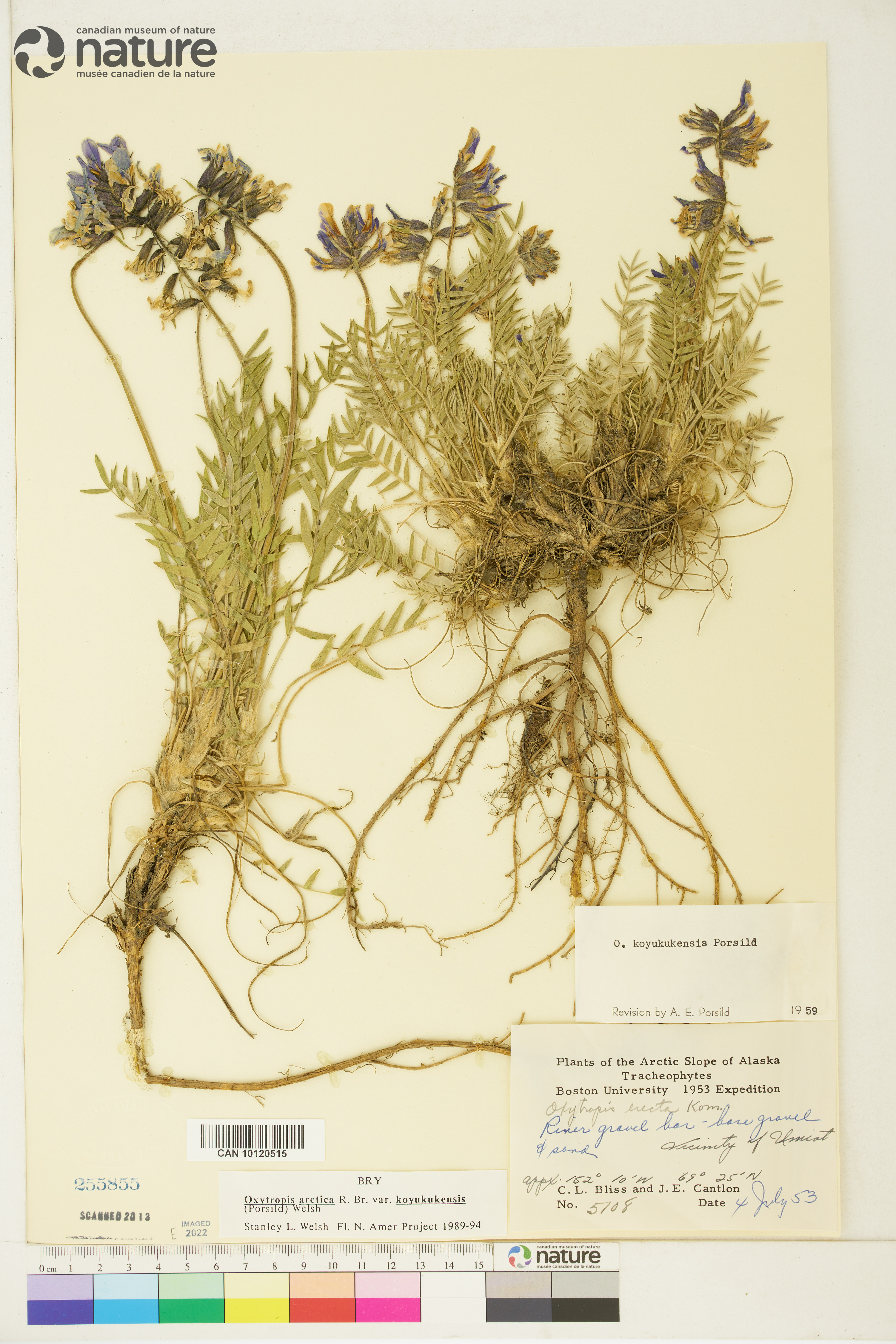 Oxytropis arctica image