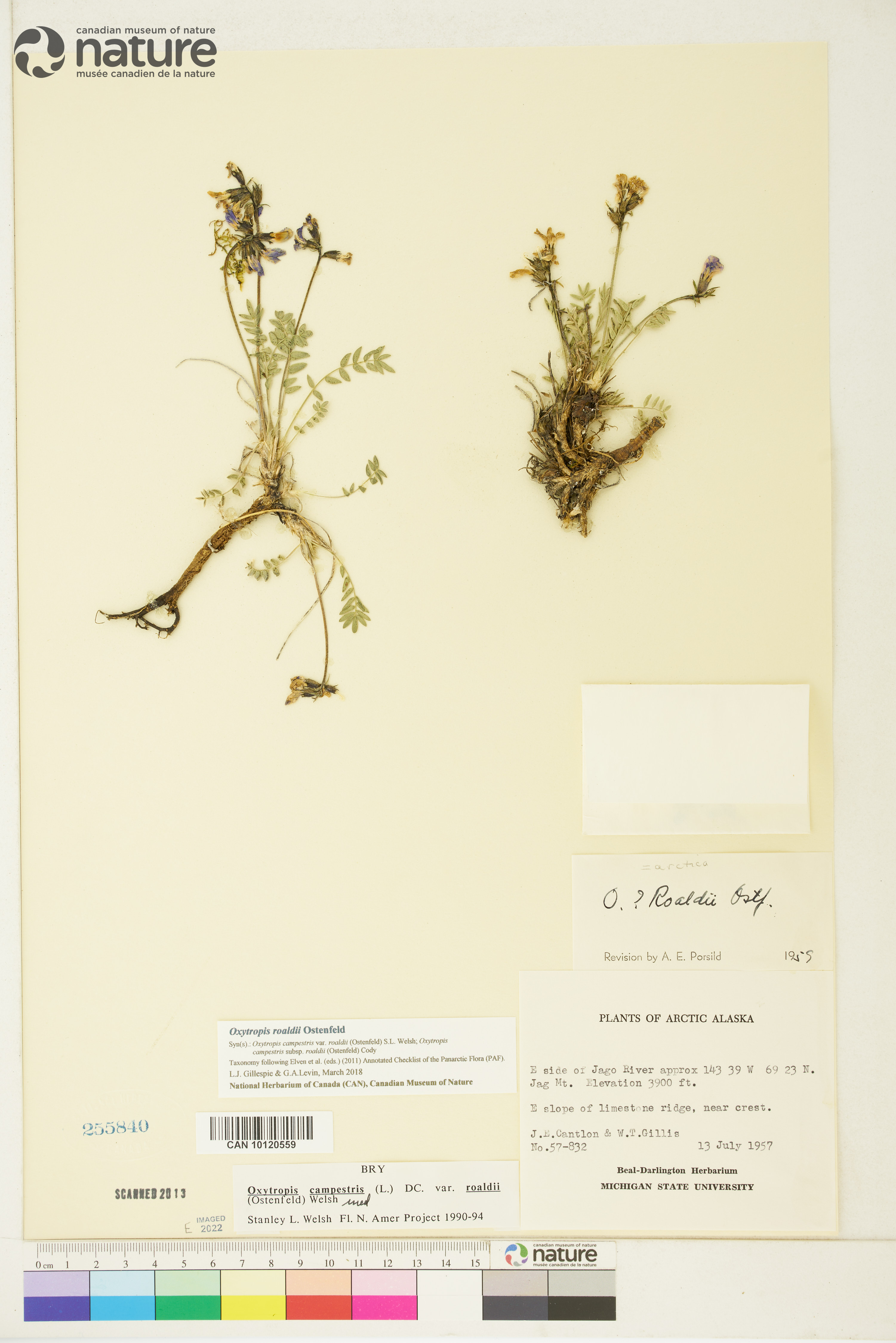 Oxytropis roaldii image