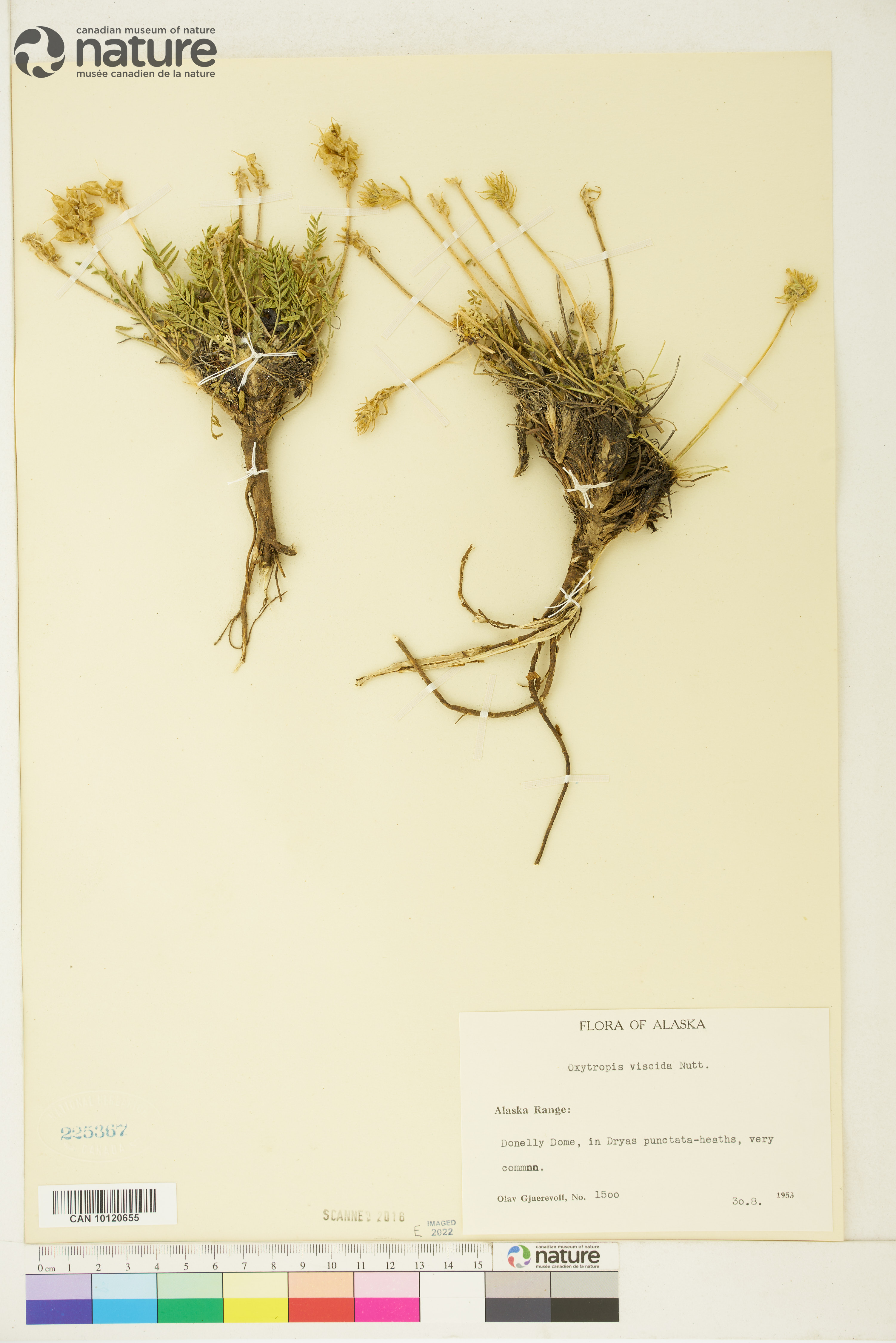 Oxytropis viscida image