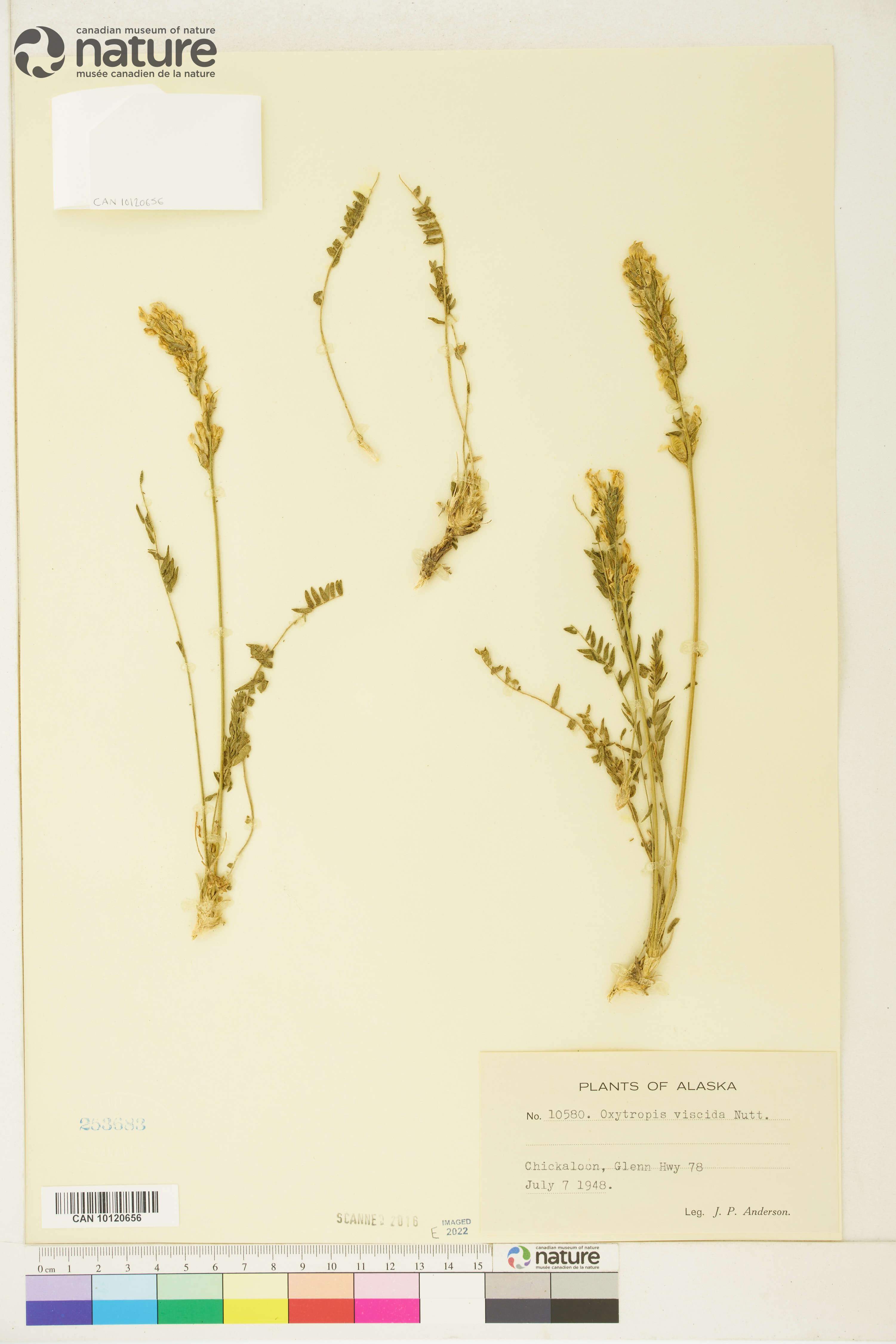 Oxytropis viscida image