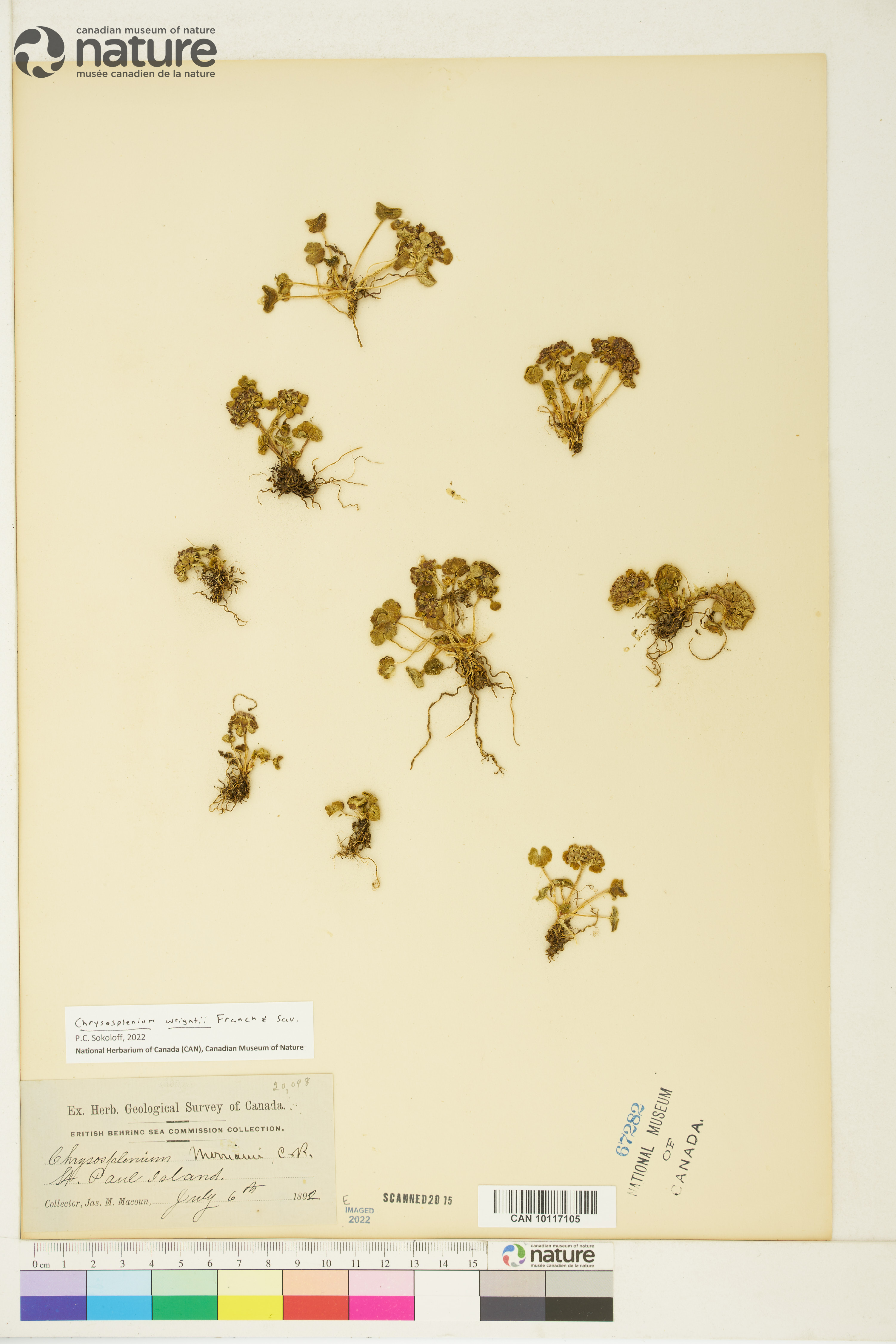 Chrysosplenium wrightii image