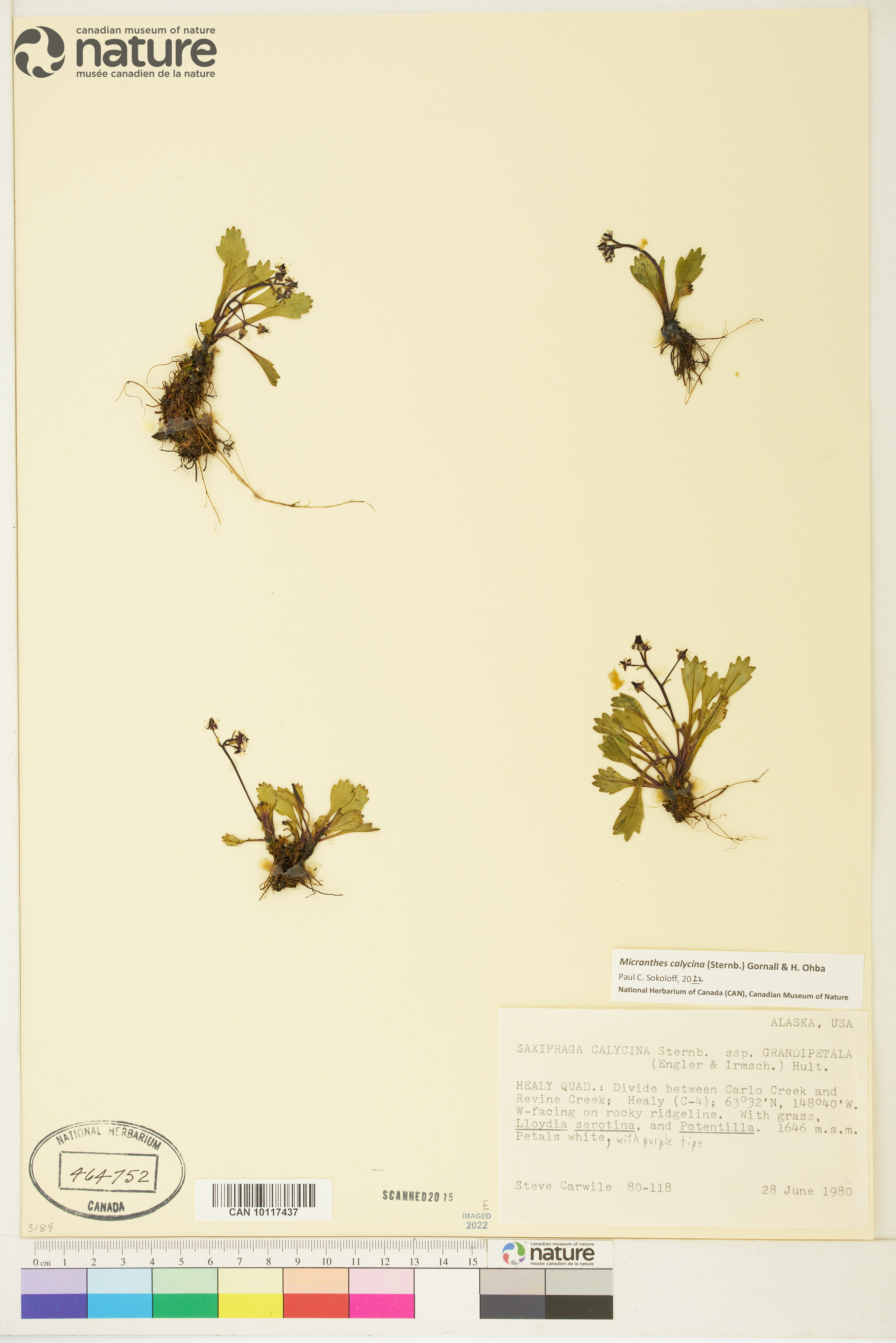Saxifraga calycina image