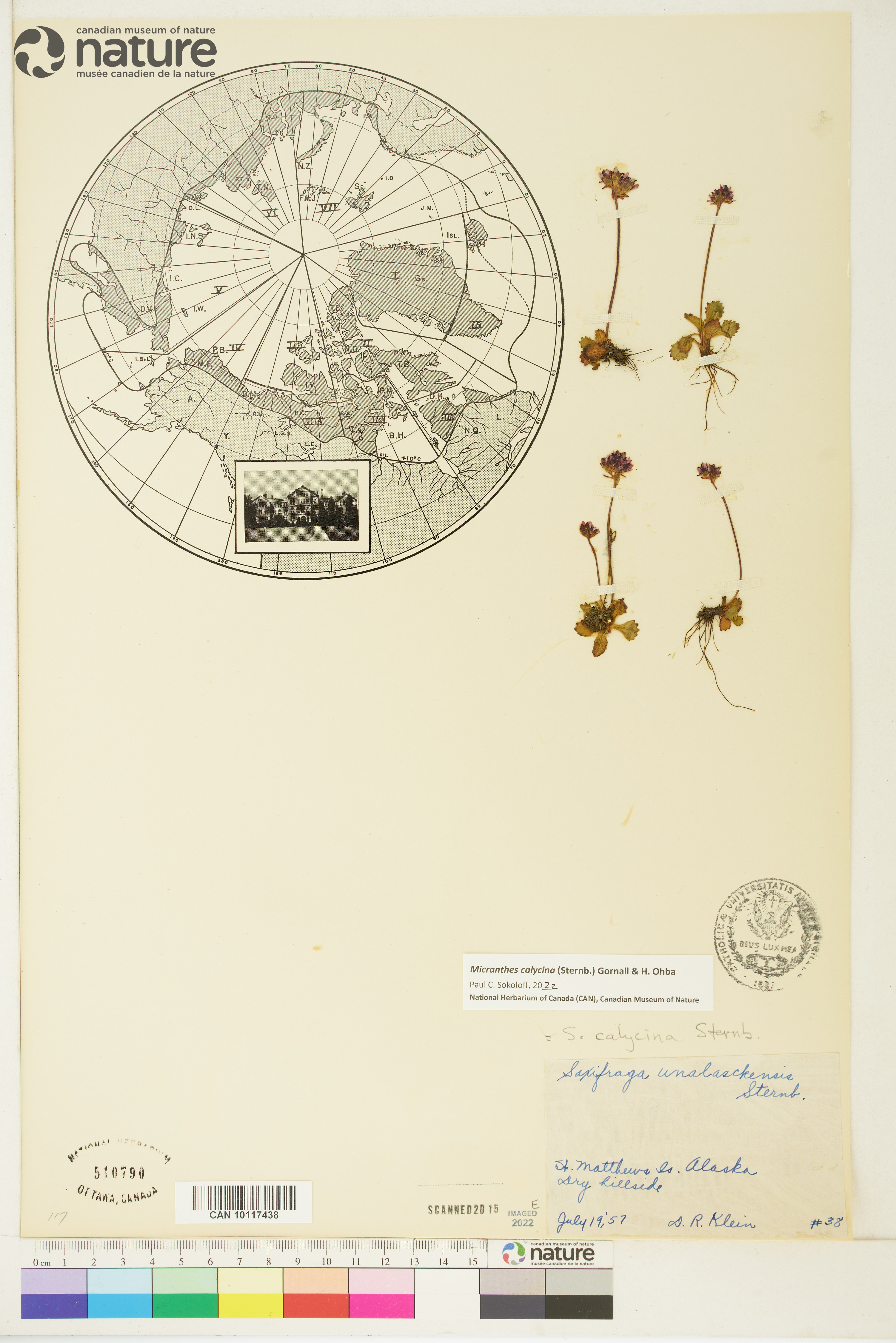 Saxifraga calycina image