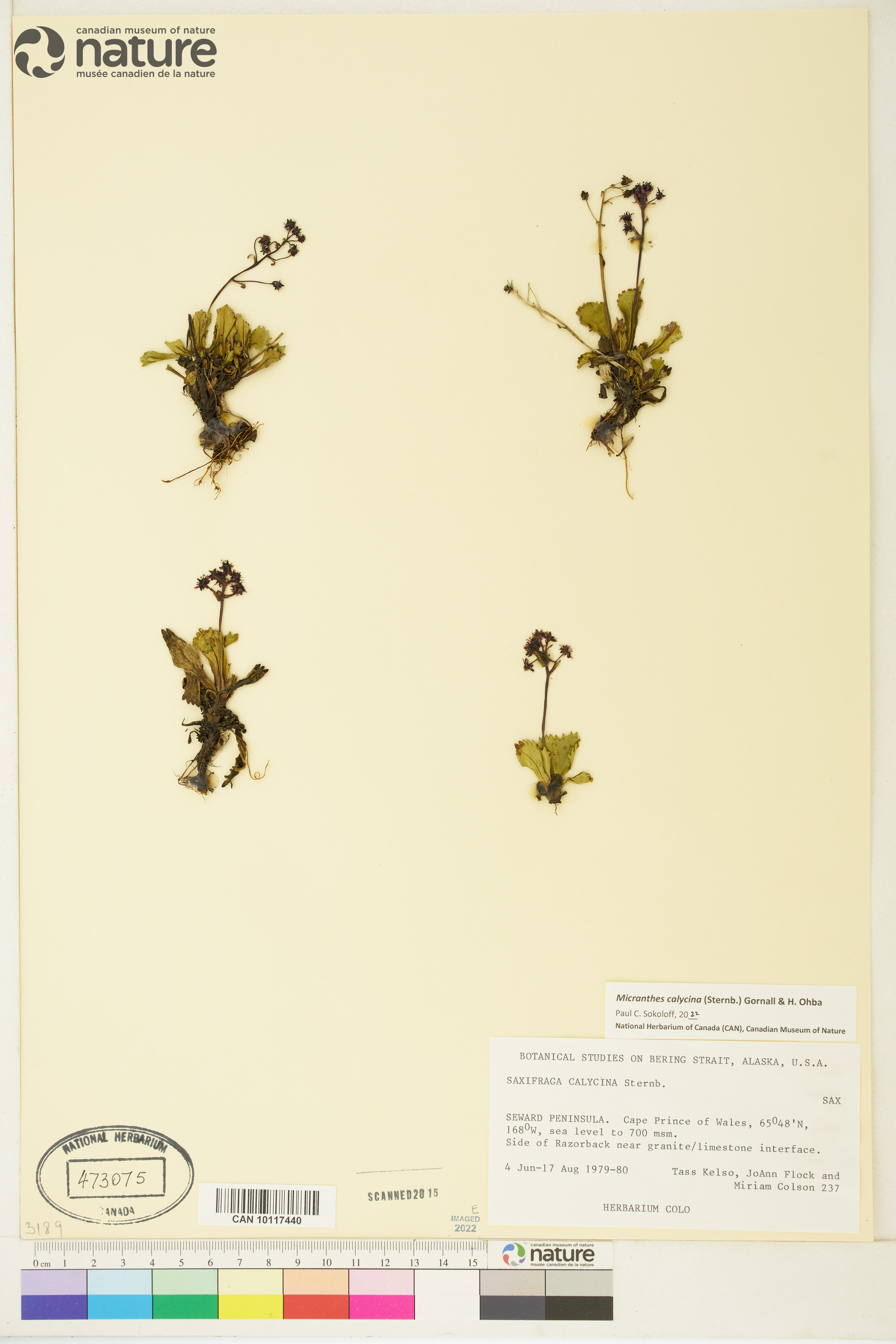 Saxifraga calycina image
