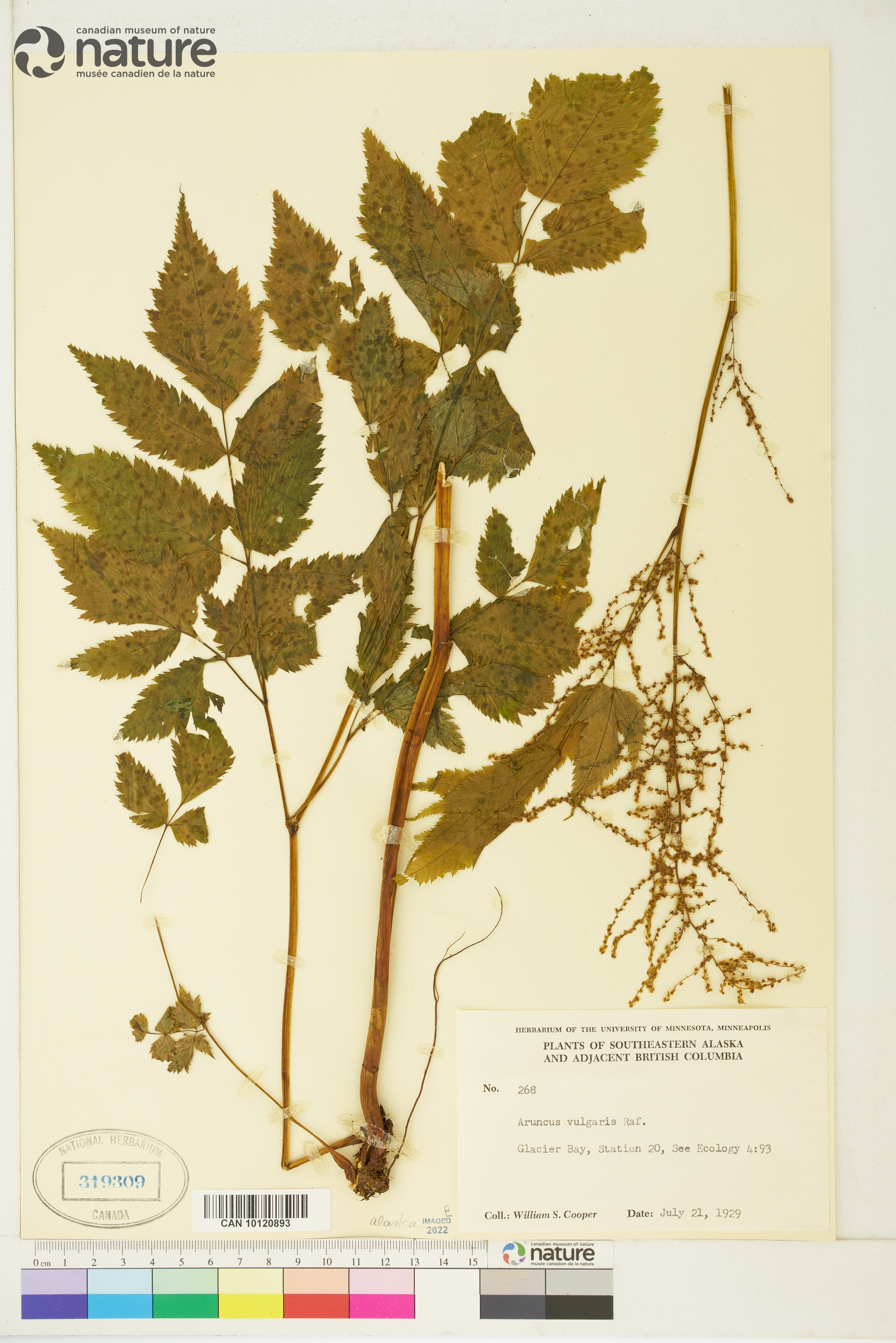 Aruncus sylvester image