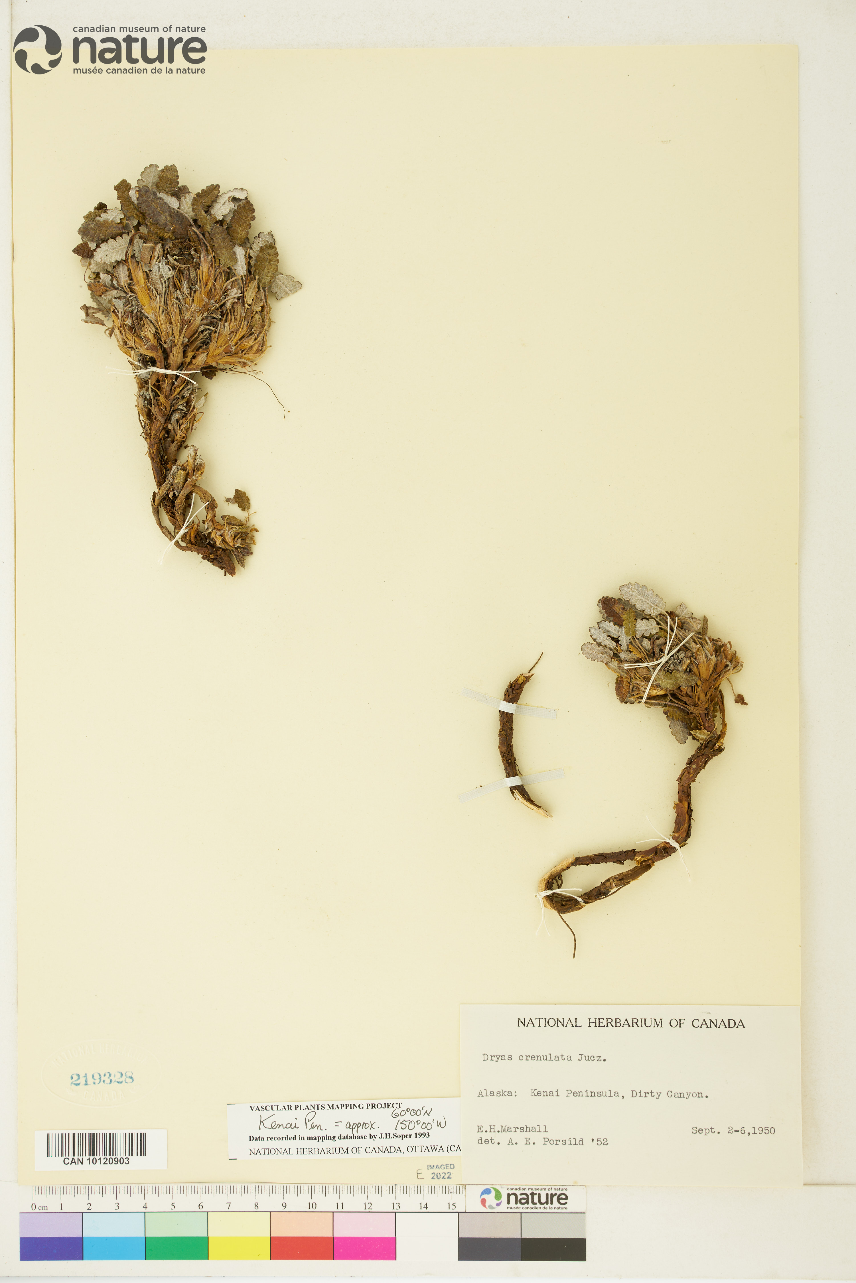 Dryas crenulata image