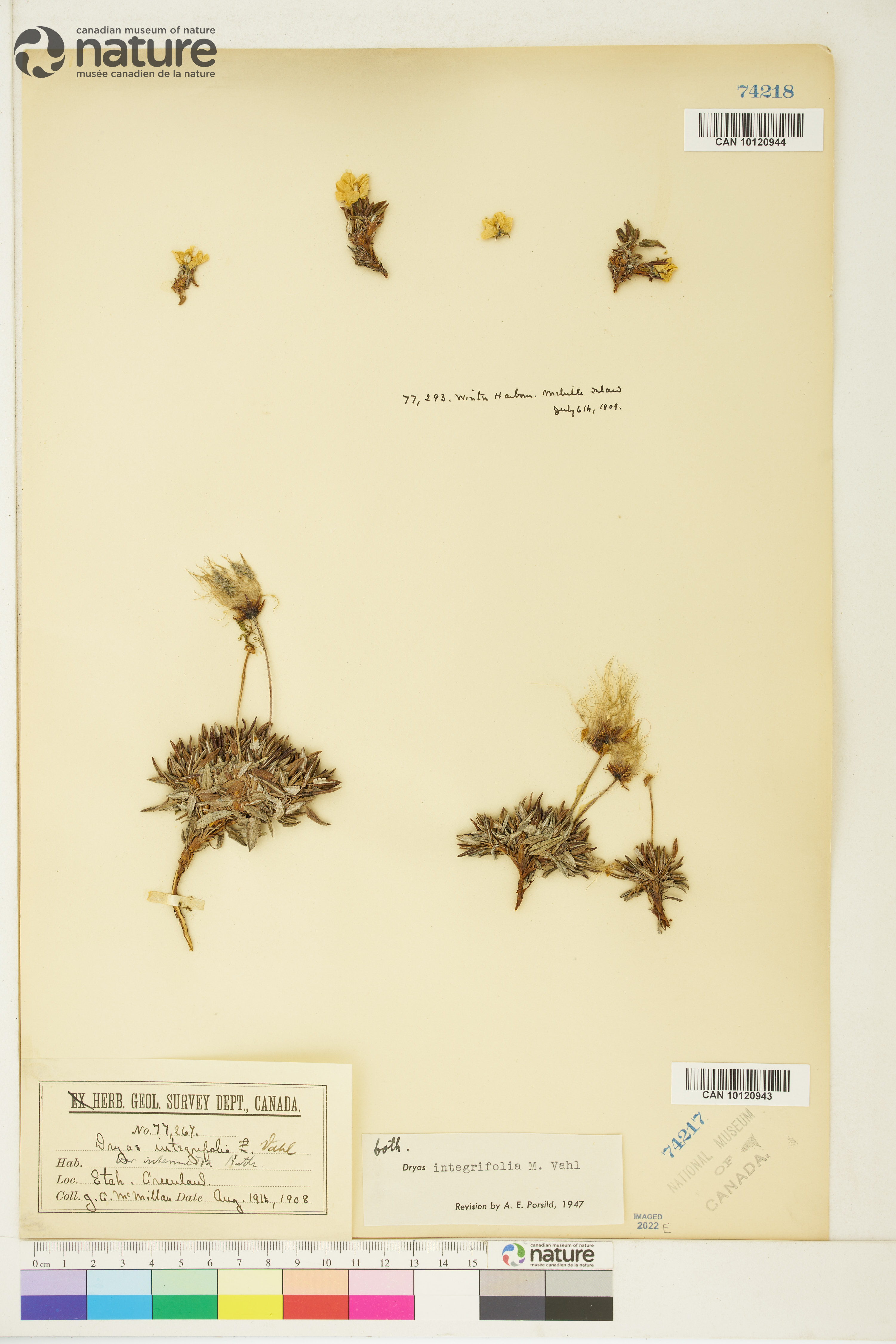 Dryas integrifolia image