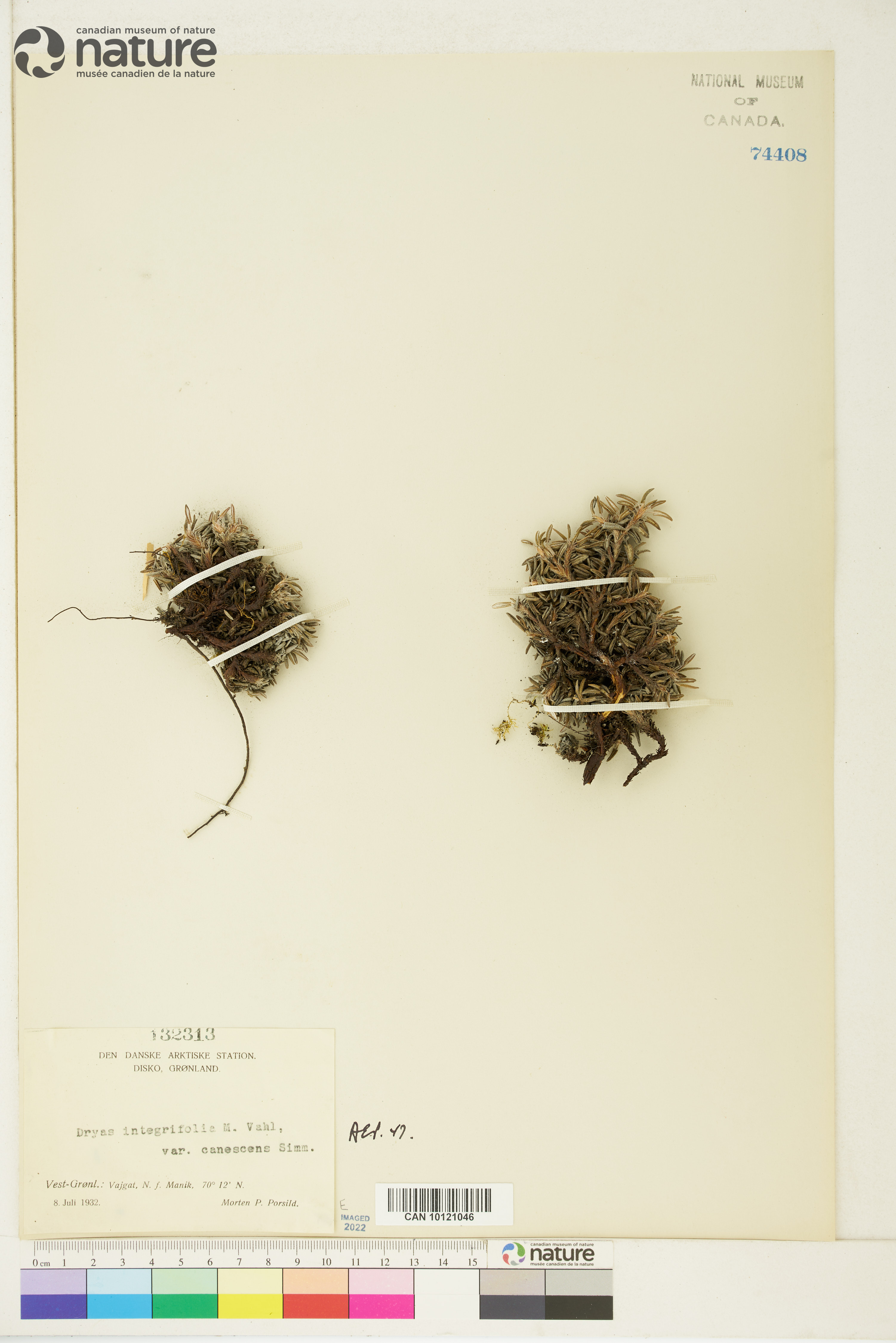 Dryas integrifolia var. canescens image