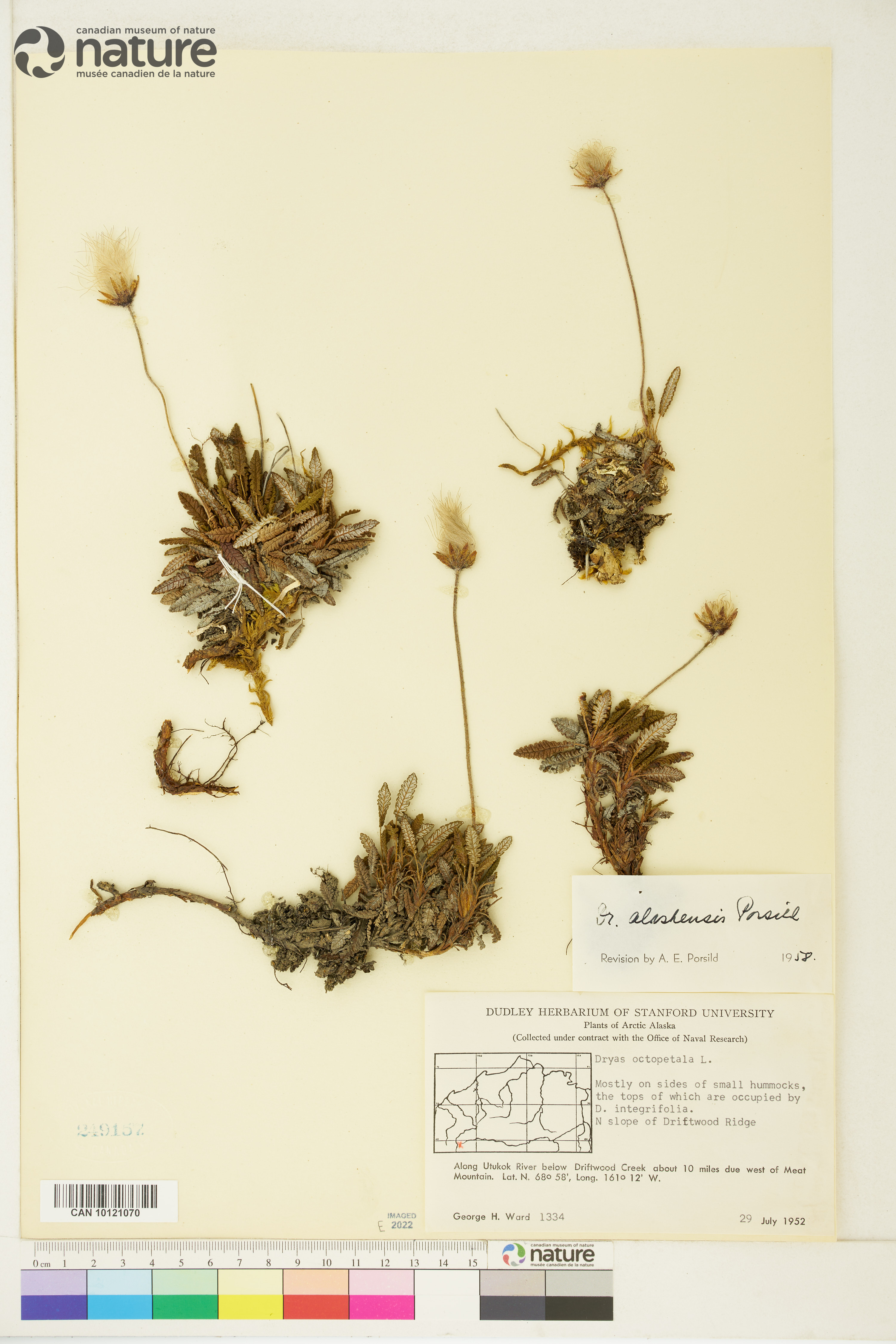 Dryas alaskensis image